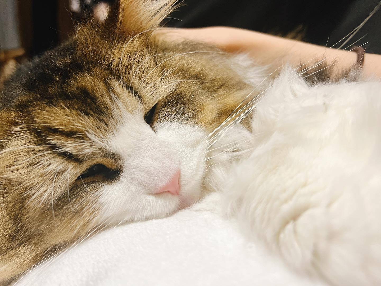 .

お腹の上ですやすや🐱

.