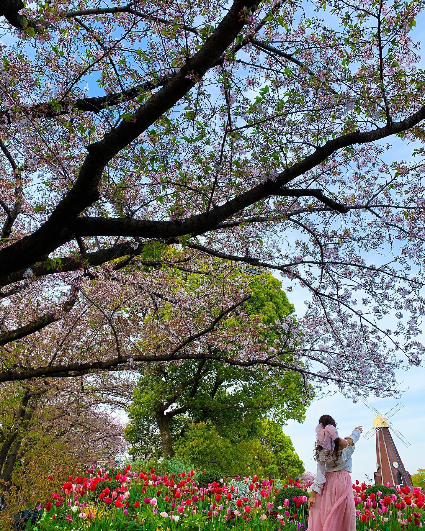 桜と共に咲き誇るチューリップ🌷.*
日本にいる事を忘れさせてくれる
ような春の景色🌸

#東京都公園協会フォトコン2023春 #浮間公園 #北区 #tokyoparks #風景写真 #桜スポット #東京観光 #東京散歩 #お花見 #お花見コーデ #北区グルメ #浮間舟渡 #花見スポット #花見 #桜祭り #日本の風景 #公園 #公園巡り #公園コーデ #風景写真を撮るのが好きな人と繋がりたい #オランダ #春服コーデ #チューリップ畑 #チューリップ #cherryblossom #churip #tok