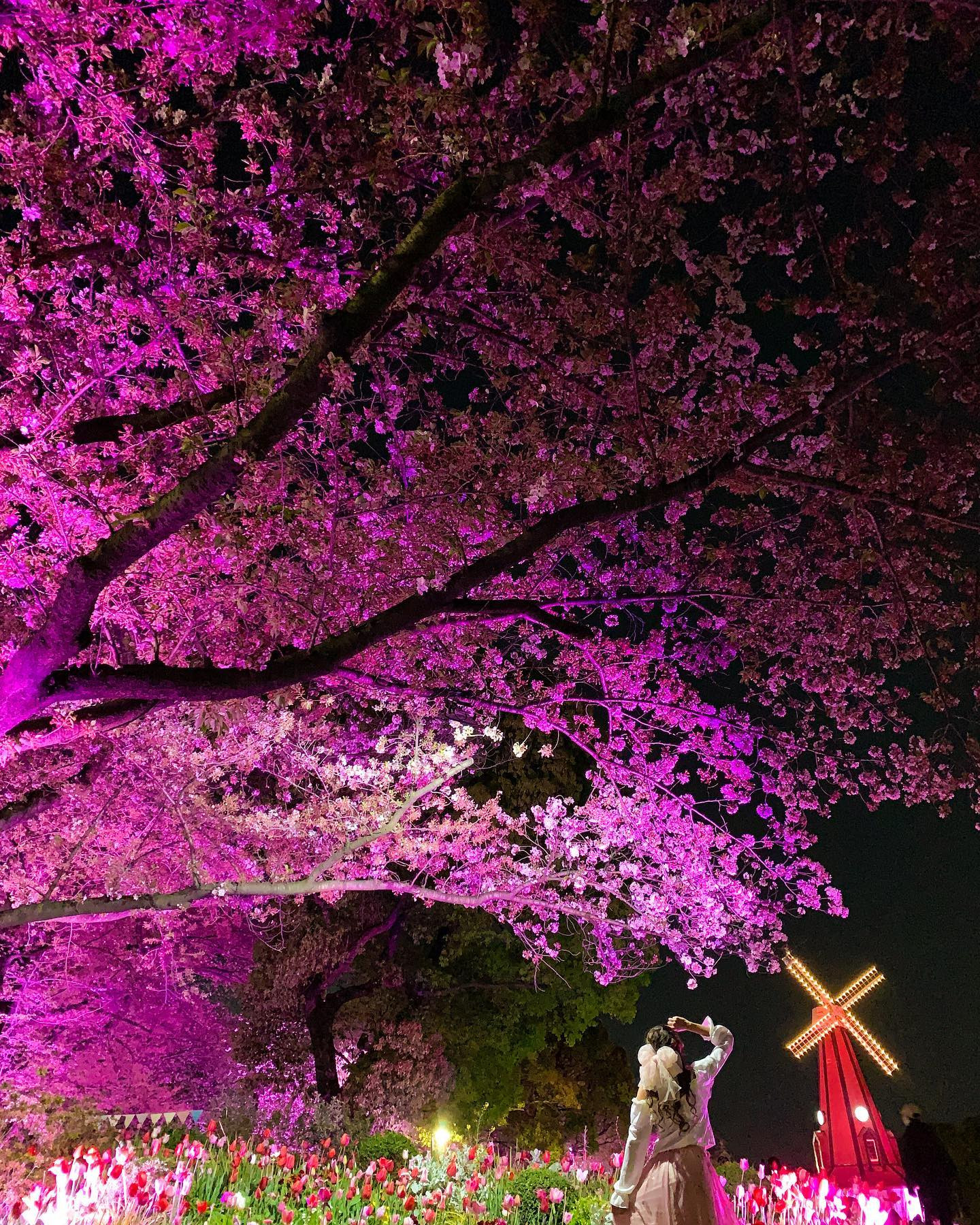 夜桜とチューリップ🌸
風車が見守る浮間公園の春❁⃘*.ﾟ

#東京都公園協会フォトコン2023春 #花と光のムーブメント #浮間公園 #北区 #tokyoparks #風景写真 #桜スポット #東京観光 #東京散歩 #お花見 #お花見コーデ #夜桜ライトアップ #浮間舟渡 #花見スポット #花見 #桜祭り #日本の風景 #公園 #公園巡り #公園コーデ #風景写真を撮るのが好きな人と繋がりたい #オランダ #夜桜 #チューリップ畑 #チューリップ #cherryblossom #churip #tokyo