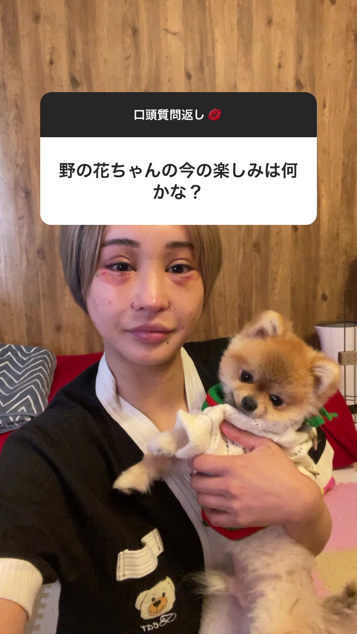 自分の命より大事な息子です。#美容整形#整形#ダウンタイム#クマ取り#涙袋#裏ハムラ#ポメラニアン#ポメラニアンのいる生活