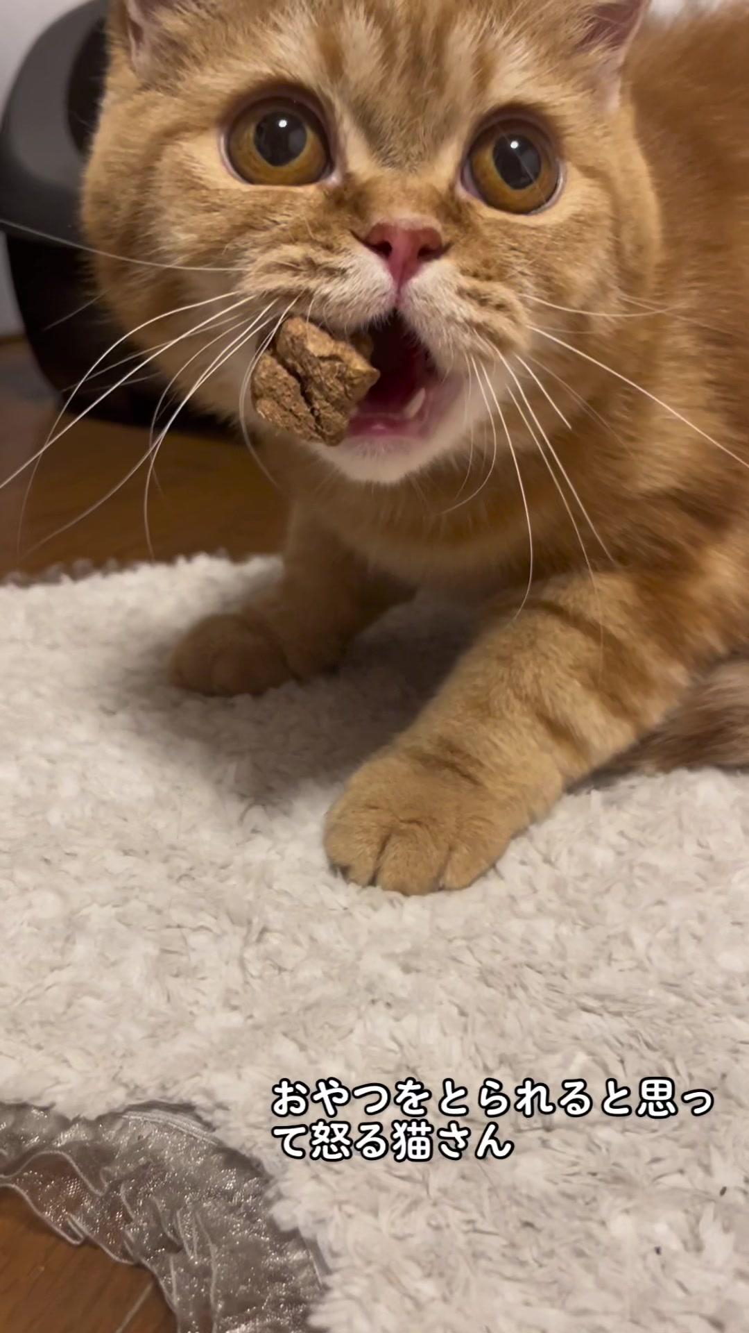 あるこほりっく日記884953