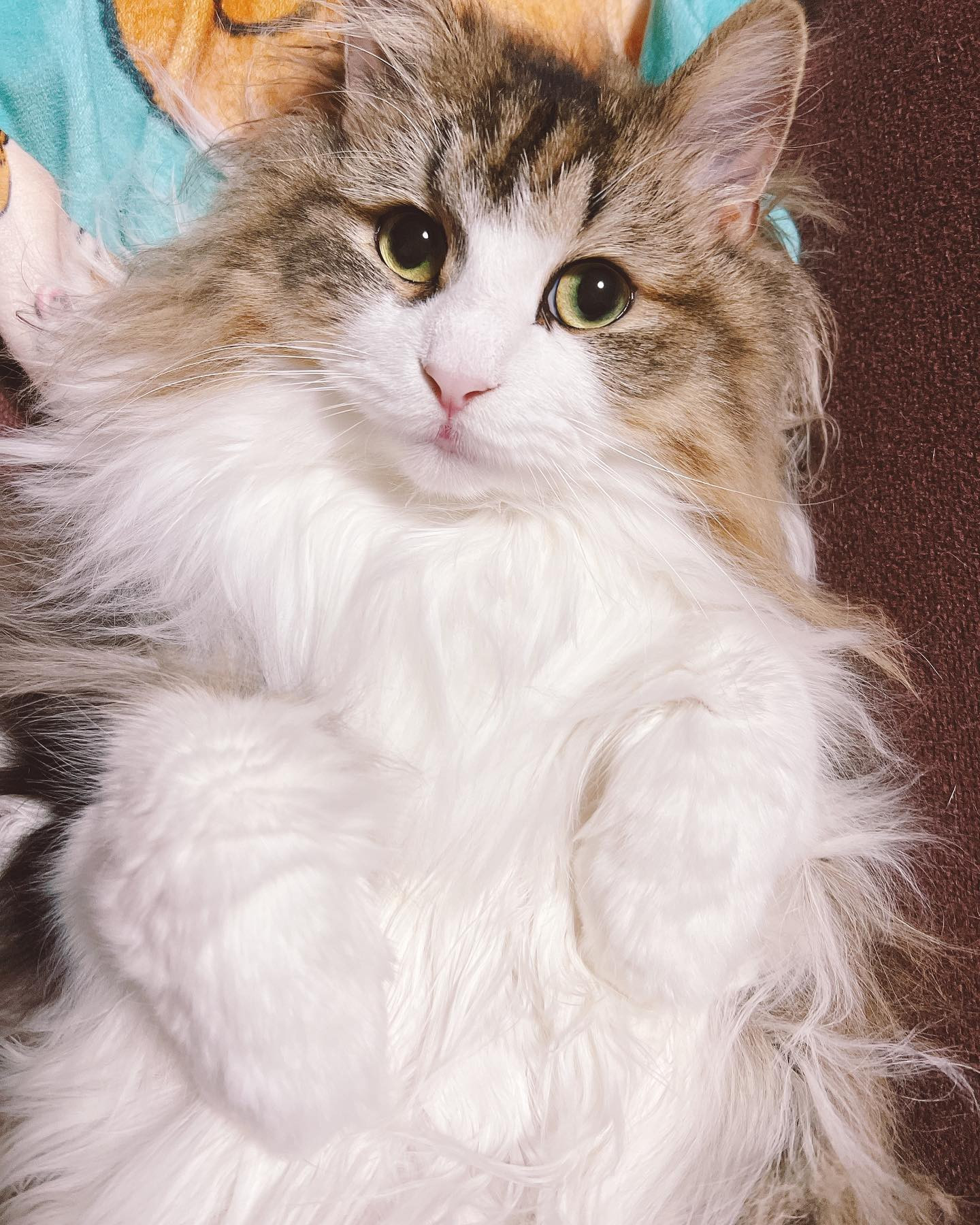 .

今年は浴衣何色にしようか迷うなあ🤔💭

.