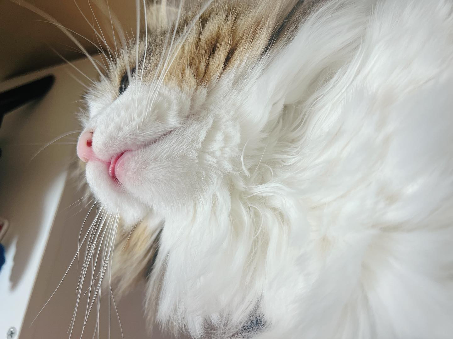 .

ベロしまい忘れ🤭

.