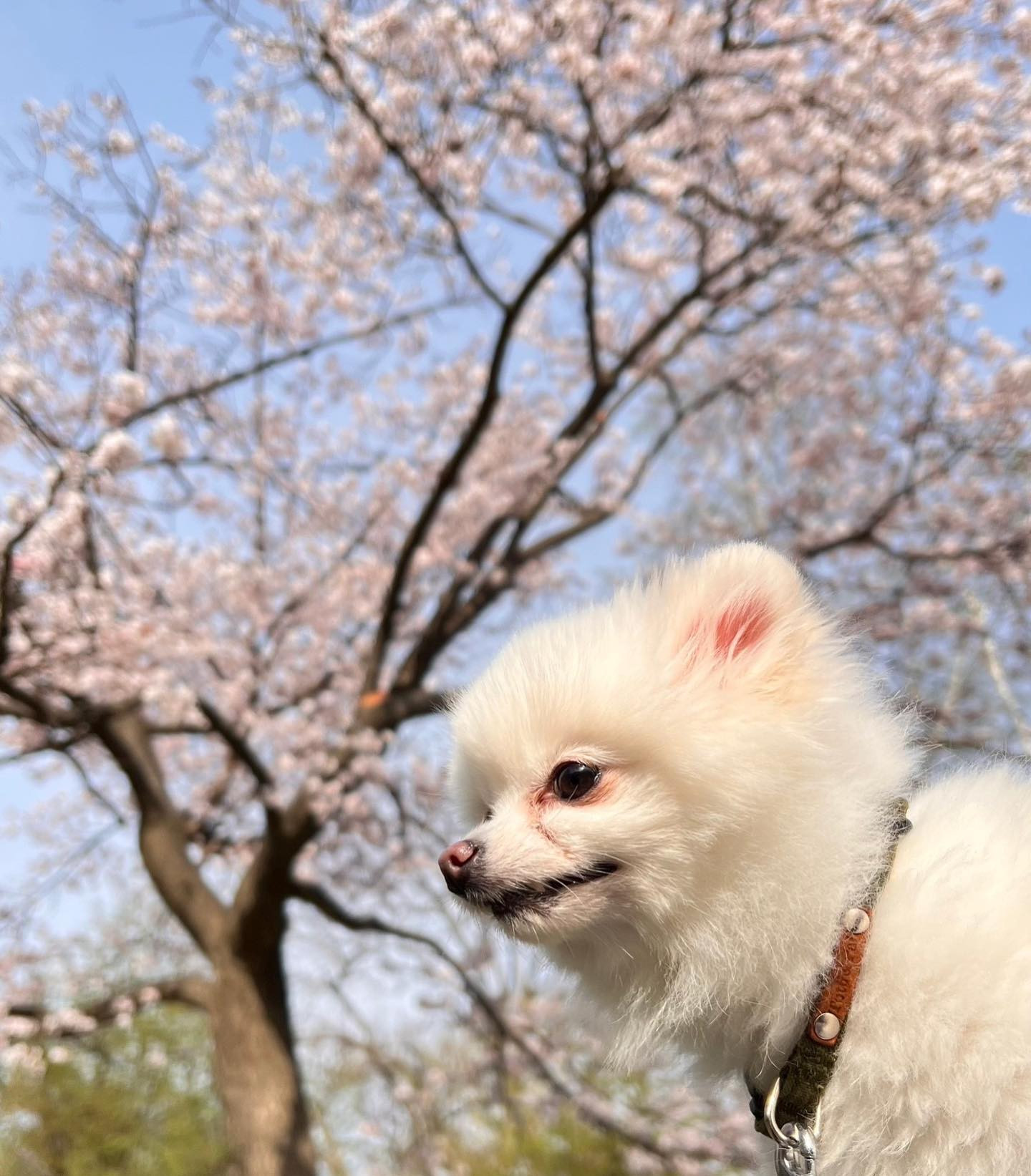 円山公園の桜足りないよね🌸
5月スタート💜
.
#北海道 #札幌 #すすきの #ニュークラブ #ニュークラ 
#桃瀬まりあ #クラブプレミア #キャバクラ #ホスト #東京
#六本木 #新宿 #歌舞伎町 #大阪 #北新地 #ミナミ #美尻 
#ギャル #おっぱい #シャンパン #japan #Hokkaido #美容 
#誕生日 #パーティ #浴衣 #キャバ嬢 #美人 #北海道旅行 #旅行
