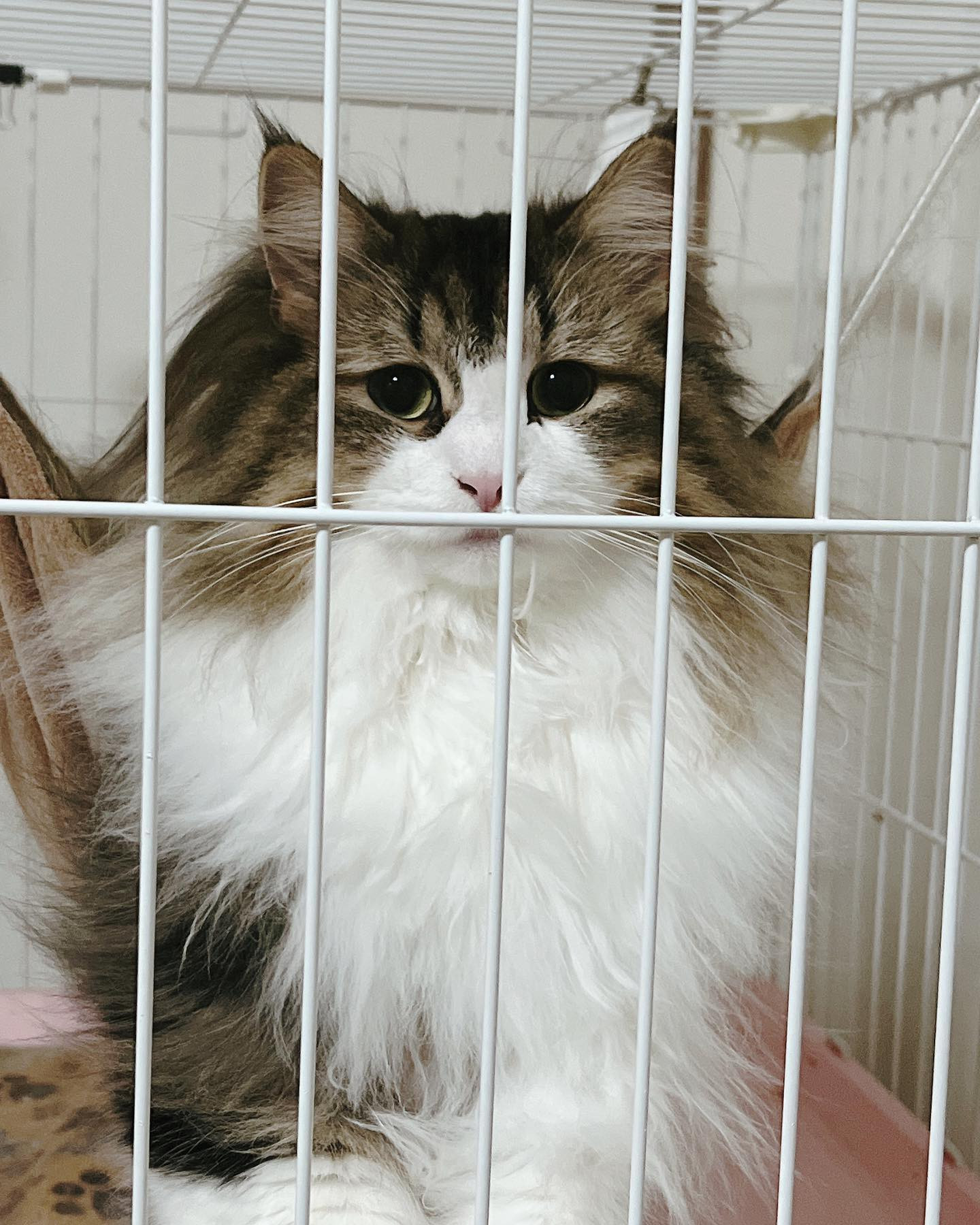 .

毛がもふもふすぎて
カット✂️したよ😂
これはBefore

.