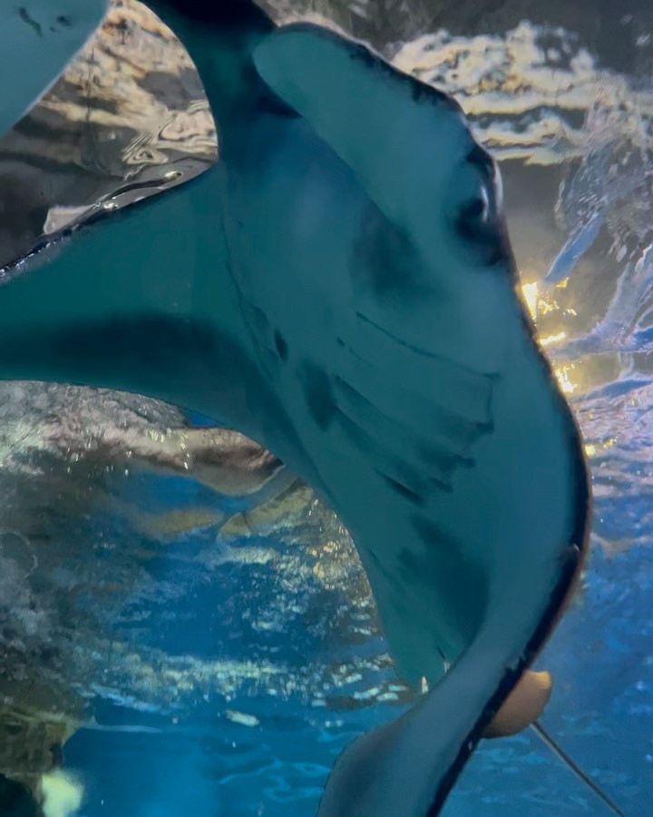 品川アクアパーク行ってきました〜🐟

なんかアトラクションあるし
お酒飲みながらお魚見れるので楽しいです🐬🌸

下から見るエイってなんか可愛いな

.
.
.
.

#品川 #品川アクアパーク #水族館 
#新宿 #歌舞伎町 #キャバ嬢 #キャバクラ #撮影 #キャバドレス #リュアーグ #指名 #名古屋 #北新地 #すすきの #instagood #instalike #lfl #followforfollowback #いいね返し #きゃばきゃば #ドレス #水商売 #自撮り女子 #selfie #フ