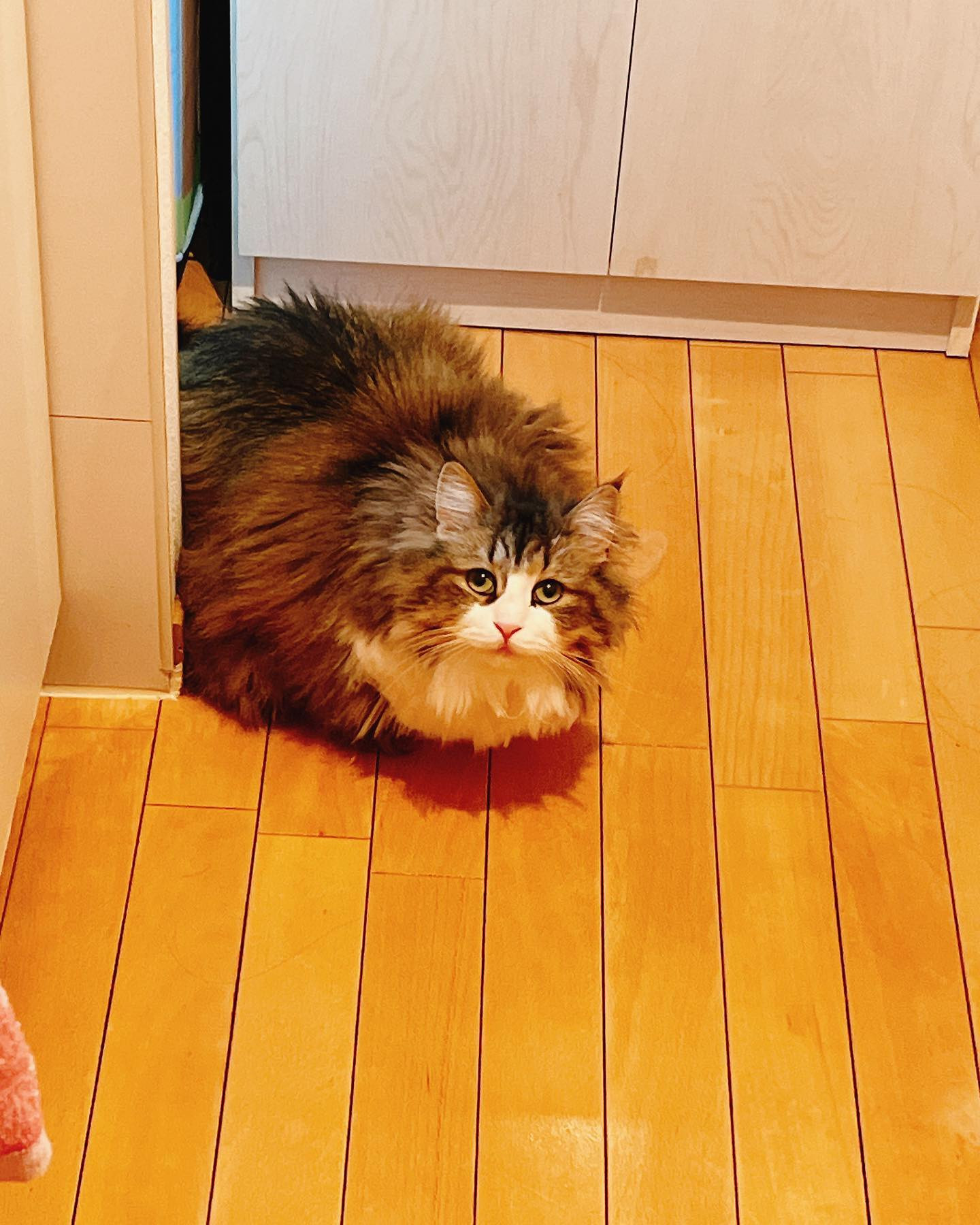 .

今日のめんま🐈
キッチンにいると近くに来る甘えん坊さん⊂( ･ω･ )⊃

.