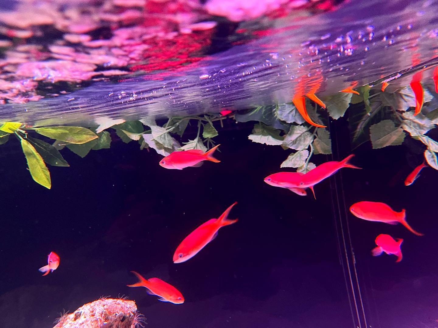 🐠🐬🐟

.
.
.

#品川 #水族館 #品川アクアパーク 

#新宿 #歌舞伎町 #キャバ嬢 #キャバクラ #撮影 #キャバドレス #リュアーグ #指名 #名古屋 #北新地 #すすきの #instagood #instalike #lfl #followforfollowback #いいね返し #きゃばきゃば #ドレス #水商売 #自撮り女子 #selfie #フォロー返します  #酒好きな人と繋がりたい #飲酒タグラム #シャンパン #キャバ #ギャル