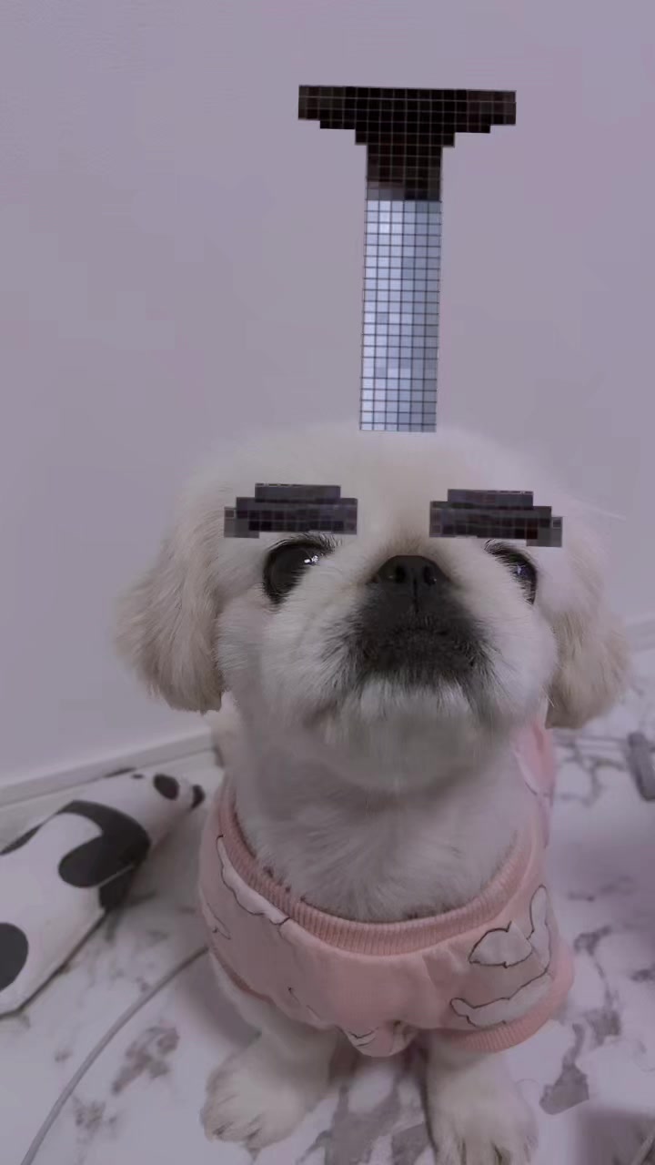 かわゆ🥹🩷 #ペット動画 #多頭飼いの日常 #可愛い犬の動画 #癒し犬 #愛犬おもしろ動画 #わんこのいる生活 #犬おもしろ動画 #ペットのいる暮らし犬 #ペット癒し動画 #犬のいる暮らし #おうち時間 #ペキニーズ #白ペキニーズ