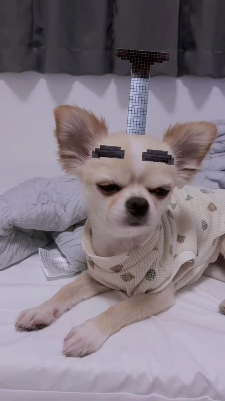 最後ちゃんと仕事したわ😂 #愛犬が可愛い #ペット動画 #ペットのいる暮らし犬 #癒し犬 #愛犬おもしろ動画 #おうち時間 #可愛い犬の動画 #チワワのいる生活 #チワワ #多頭飼いの日常