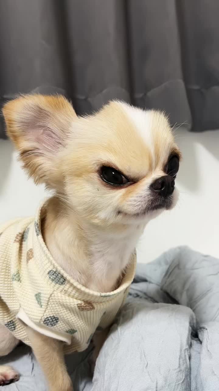 はなちゃんｗｗｗｗ#ペット動画 #ペットのいる暮らし #わんこのいる生活 #愛犬が可愛い #多頭飼いの日常 #チワワ #ペキニーズ #犬のいる生活 #うちの犬が可愛すぎる #可愛い犬の動画 #愛犬おもしろ動画