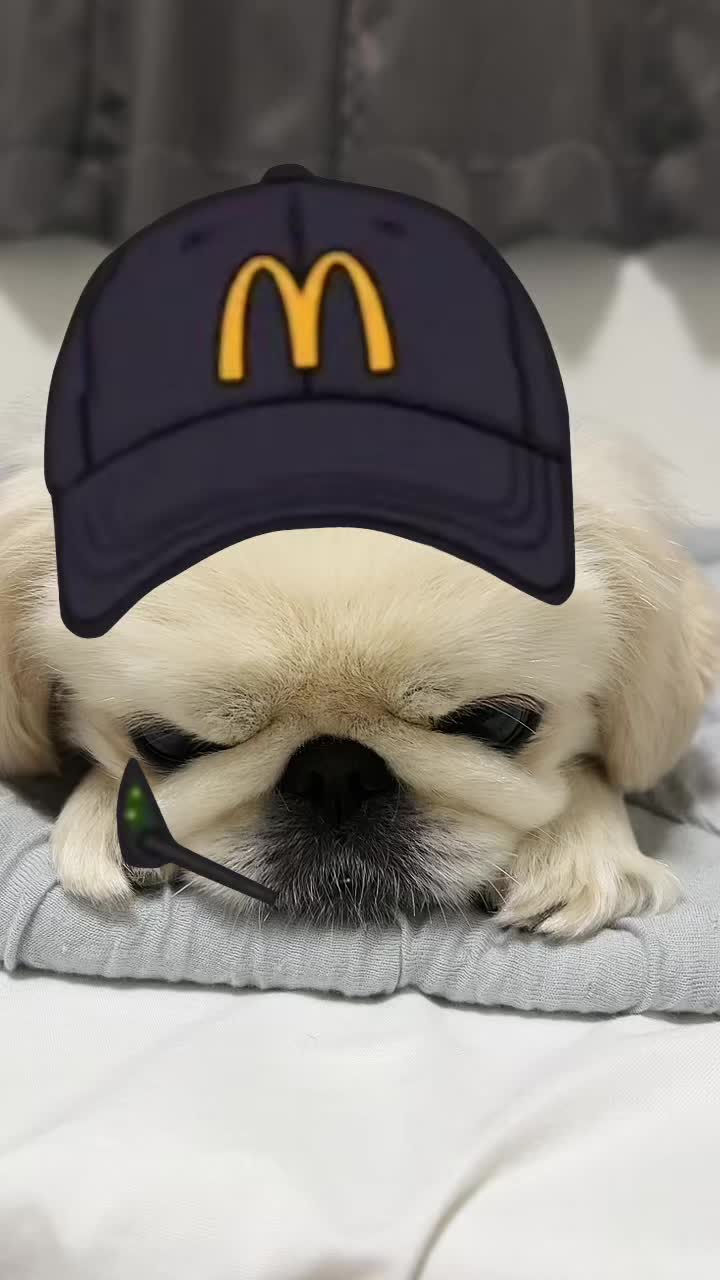 ペキニーズ♀こちらも無職です｡