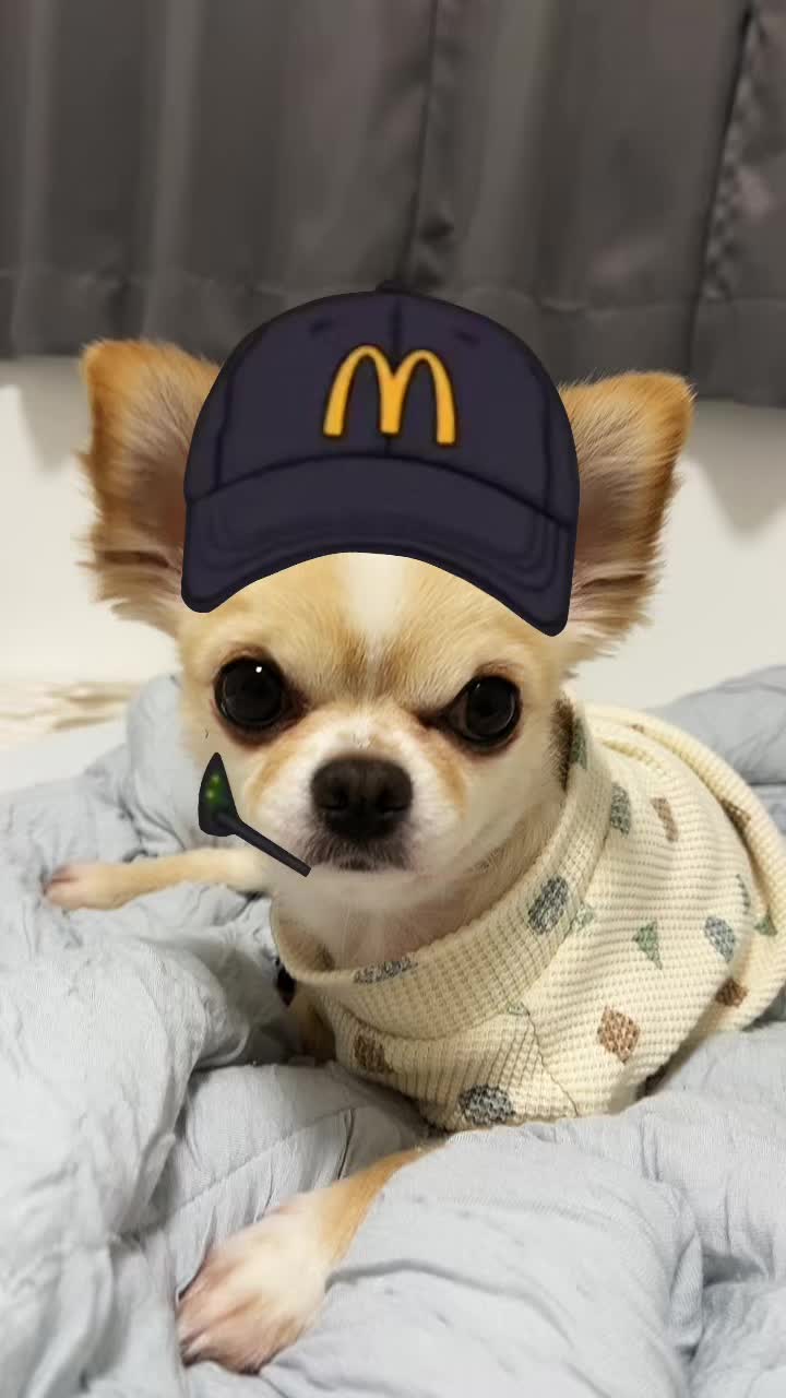 チワワ♂無職です｡