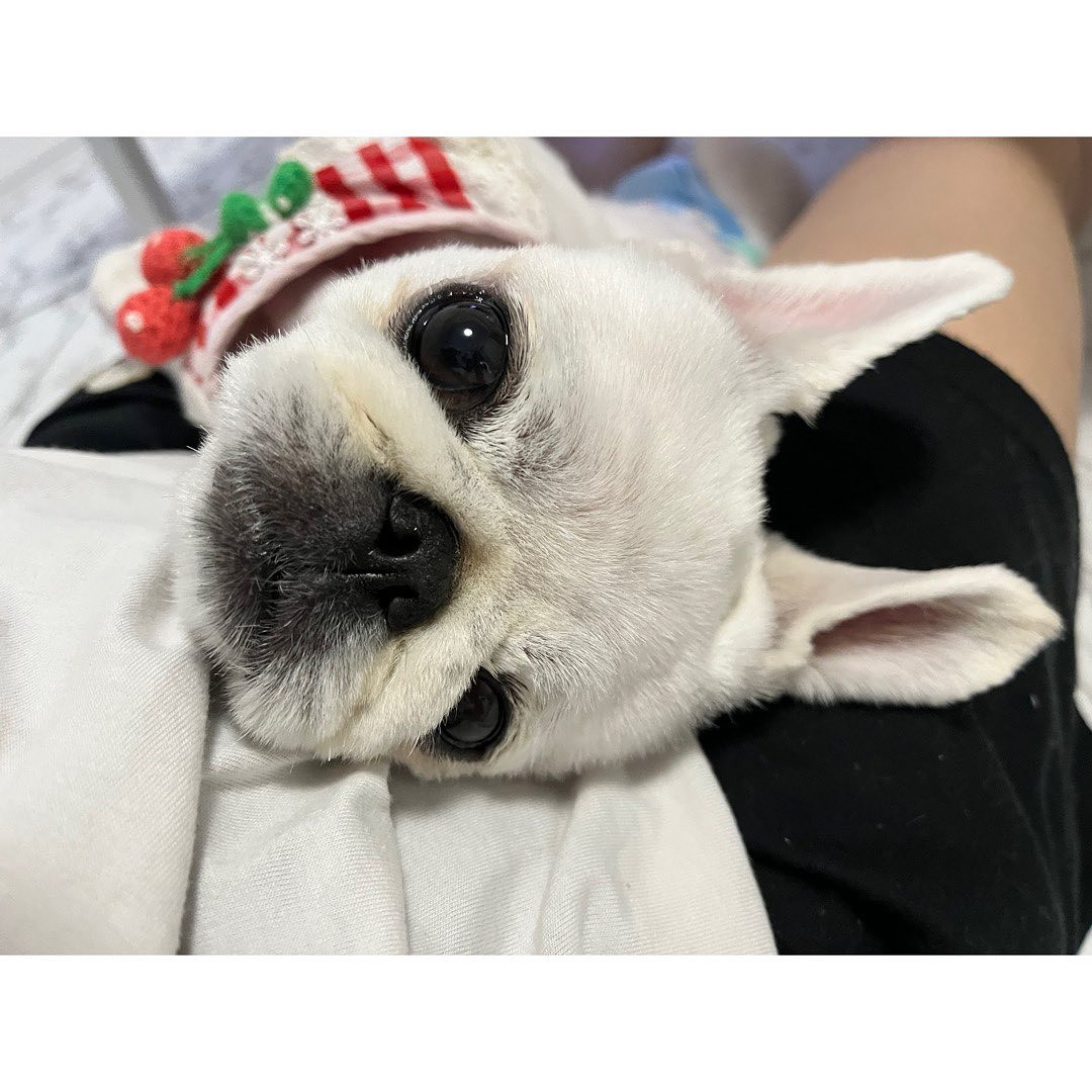 白いフレブルおはな