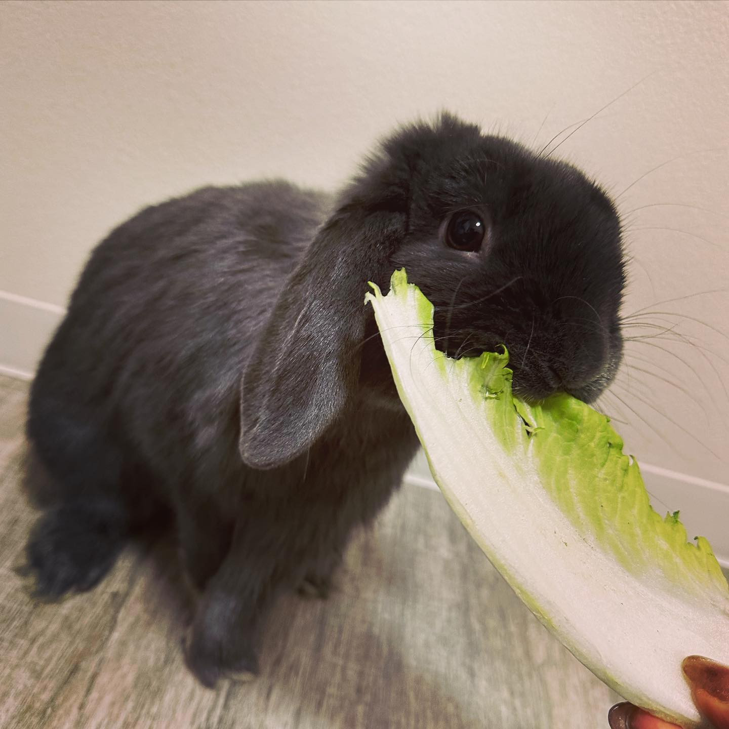 Girls public bar EMO日記939756