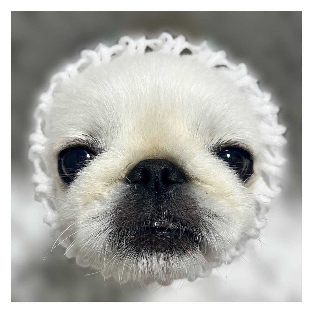 採れたての犬です🍑🍑