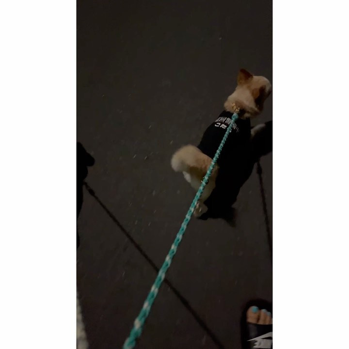 私が外出中は自宅警備員をしてもらってるのでしっかり巡回しておはなさんを守ってくださいねこたろさん🚨
木の実さんは犬用も人用もネタ系がたくさんあって面白いし生地しっかりしてるからオススメ🫶🏻🧡

#雑貨屋木の実 
#犬洋服 
#犬ファッション 
#犬用tシャツ 
#ワンちゃん服 
#犬アパレル
#PR