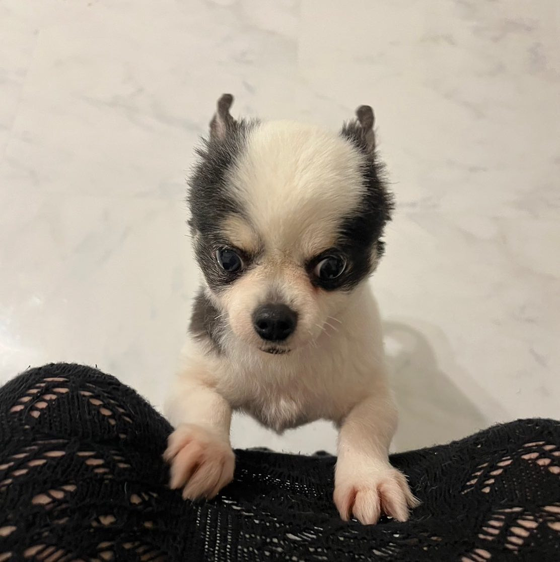 もものすけ🐾

#いぬすたぐらむ #チワワ #おぢ犬 #ロングコートチワワ