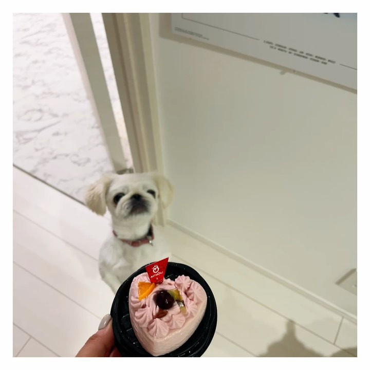 私のお誕生日をわんわん達にお祝いしてもらった日🐶🐶笑
私が生クリーム食べれなくて今年はケーキ食べてないから代わりに犬用ケーキ🎂
お気に召したようで早食い完食してた🤭

#ワンダードックデリルトロワ店 
#犬用ケーキ 
#わんちゃん用ケーキ 
#ペット用ケーキ 
#愛犬記念日 
#愛犬誕生日 
#わんこ用ケーキ 
#ドッグケーキ
#PR