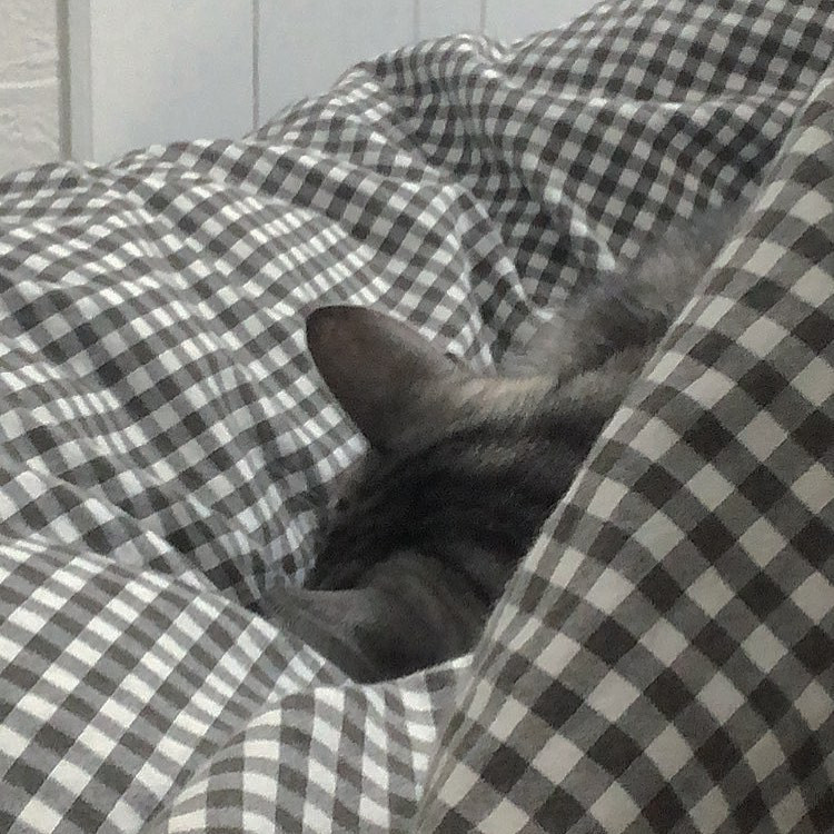 うちの猫たんの愛おしい後ろ姿