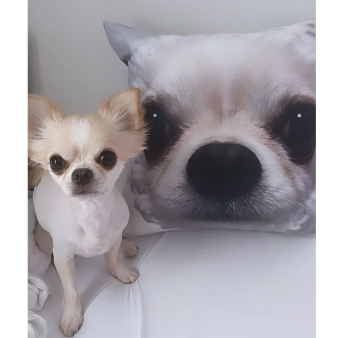 オリジナルグッズが色々作れるサイトがあるんだけど､裏表こたはなクッション(45×45cm角型Lサイズ)注文してみたよ🩷
桃のクッション材被ってるこたはな🥹🍑

#オリジナル製作 
#オリジナルグッズ制作 
#オリジナルプリント 
#オリジナルクッション 
#オリジナルグッズ
#PR