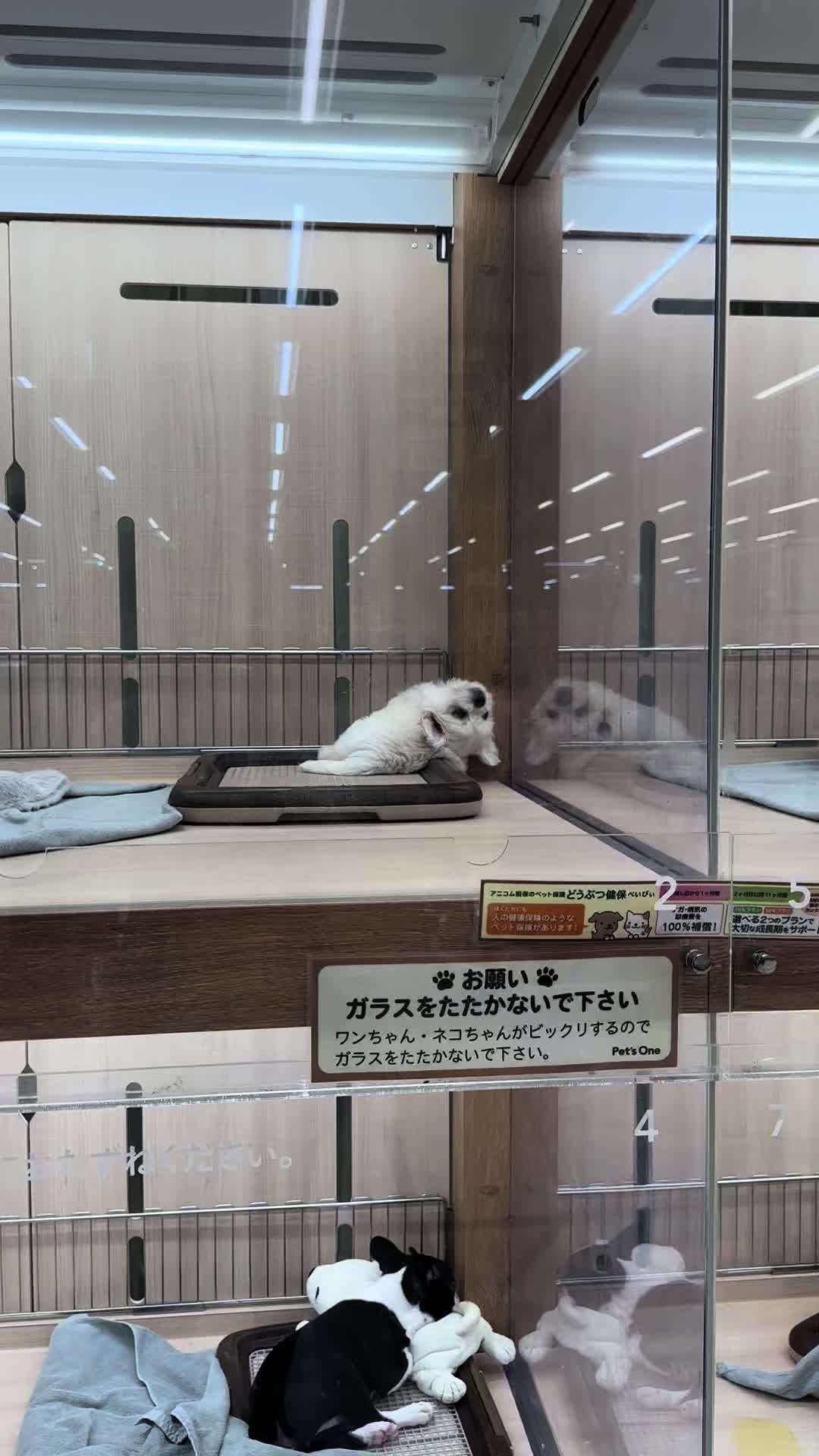 うちの犬のトリミング行ったらショーケースにいた犬が絶対やる気なかった #おすすめにのりたい #おすすめ #シャドバン #大宮 #大宮駅 #うにちゃん