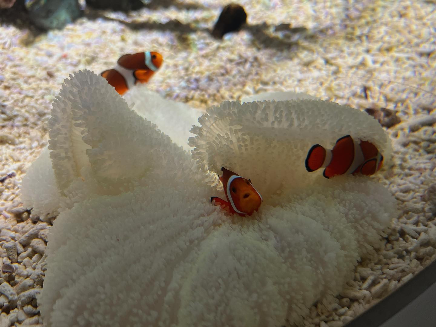 .

海遊館🐬🐟🐠

#キャバ嬢 #キャバクラ #すすきの #高収入 #求人 #アルバイト #女子大生 #ホステス #歌舞伎町 #夜職 #採用 #バルセロナグループ #シャチグループ  #ニュークラ #ニュークラ嬢 #キャスト募集 #すすきのキャバクラ #ガールズバー #北新地 #フォロワー増やしたい #instagood #follow #love #photooftheday #大阪 #奈良 #三重 #海遊館 #旅行 #レンタカー

.