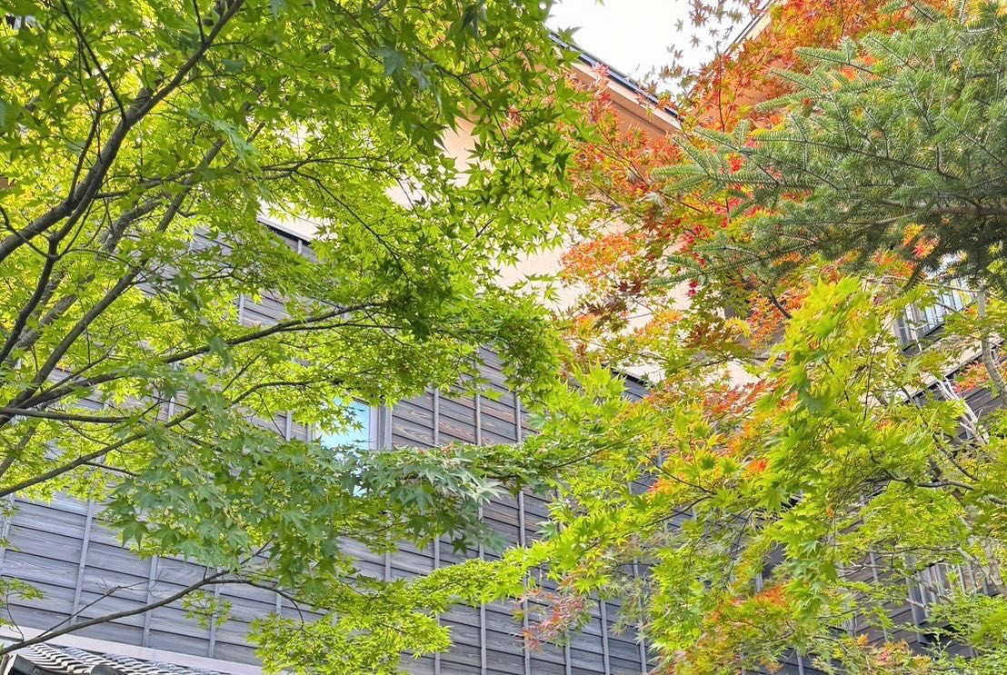 .
紅葉の季節到来🍁⠜
秋が一番好き
.
#紅葉 #秋 #もみじ