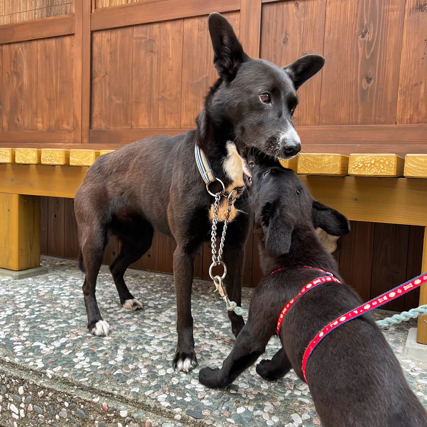 載せるネタ尽きてしまったので、路上にいた可愛い可愛い犬さんで失礼します😽💗
.
.
#犬 #顎たべてない？