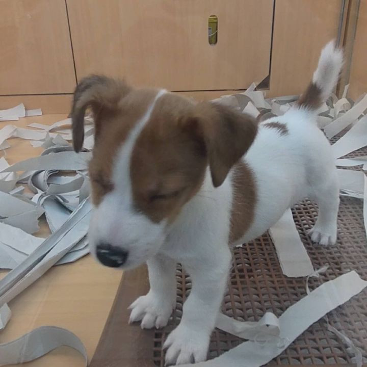 最近🐕欲しい♥
ペットショップで動画撮ってただの変人🤣笑

可愛すぎる〜♥

@hibiki.group 
@letoile_sinseigroup 
#レトワール#響グループ #水川潤#美松ビル5F#札幌 #すすきの #北海道 #ニュークラブ #ニュークラ嬢 #すすきのニュークラ #ラウンジ #ラウンジ嬢 #キャバクラ #キャバ嬢 #ホステス #夜職 #ナイトワーク #ポケパラ #インスタ指名 #求人 #お酒好きな人と繋がりたい #キャバキャバ #きゃばきゃば#ダイエット#HIBIKI#HIBIKIグル