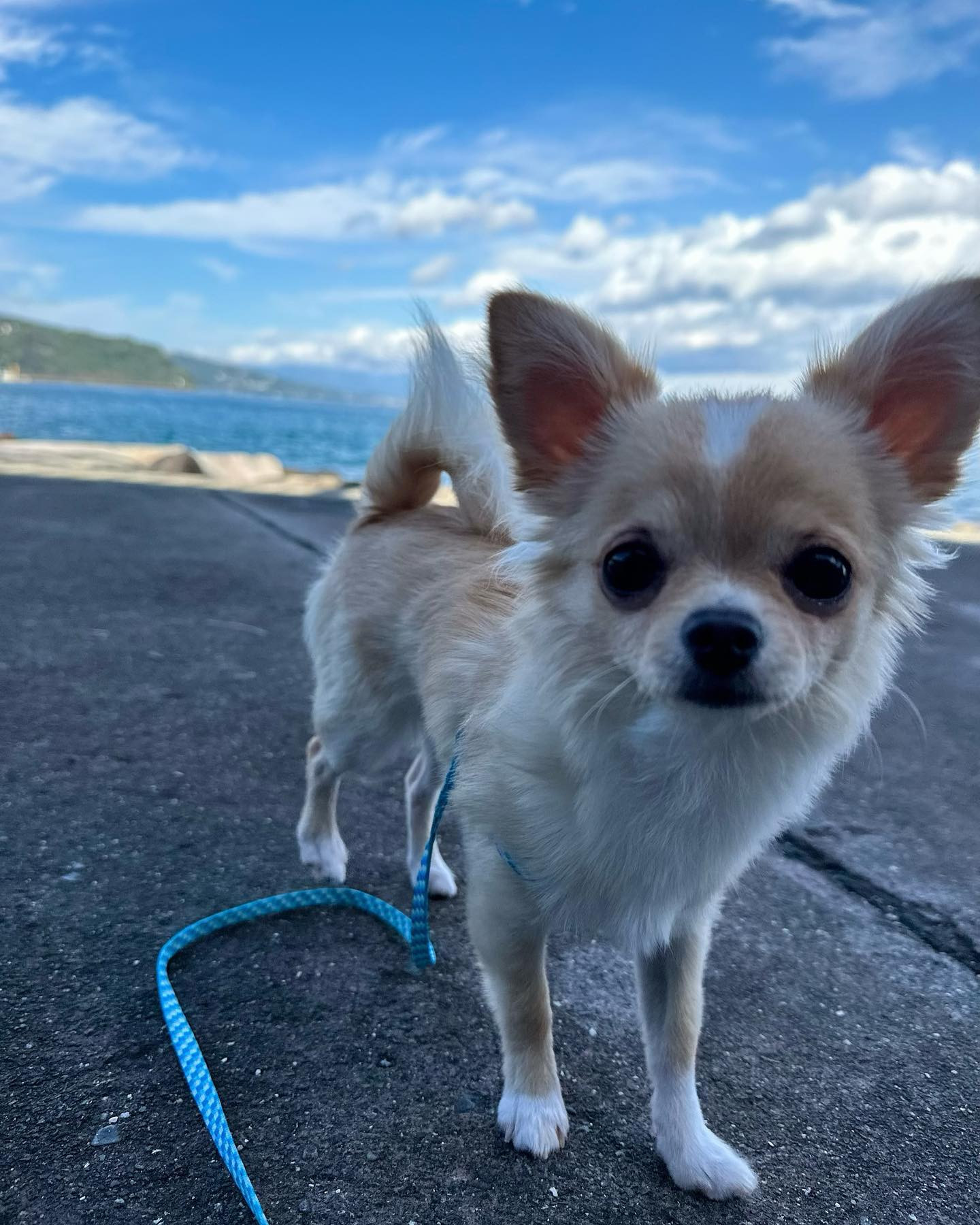 海とチワワ🩵💛🩵
ぴのちー初めての海🏖🐠☀️

 #チワワ #ロングコードチワワ #初めての海 #名前はぴの