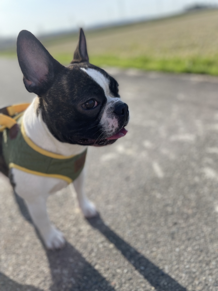 やんちゃボーイ🐶🐾