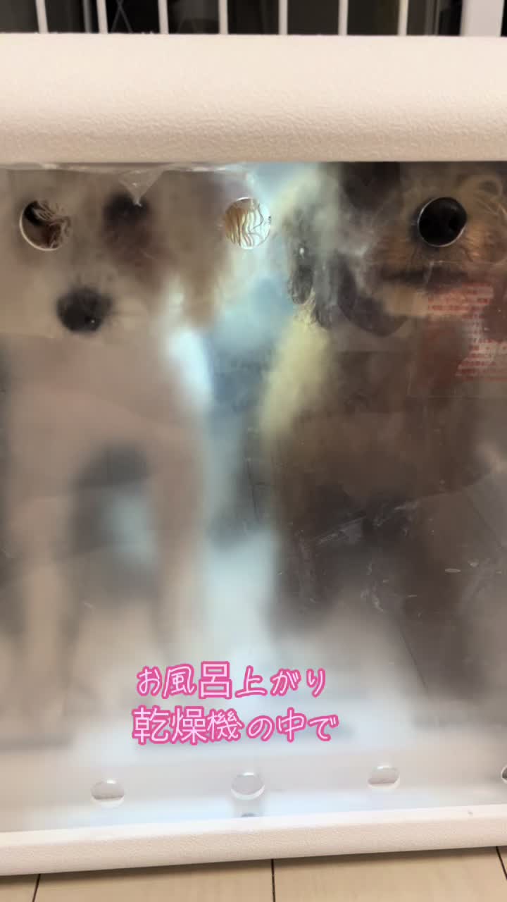 子犬可愛い #マツダ家ボイス #愛犬がいる暮らし #おすすめ #ペット乾燥機 #愛犬が可愛い