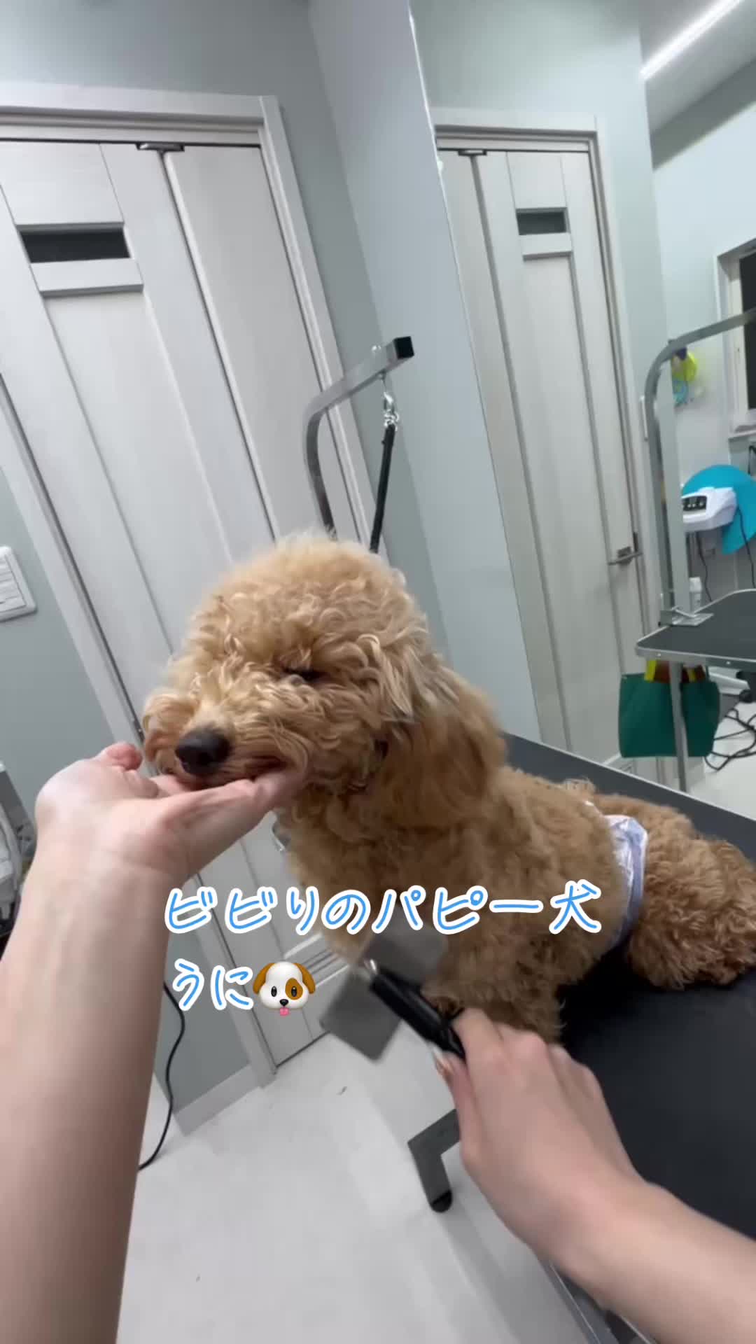 友達トリマーさんによってモンジャラからトリミアンへ！ #マツダ家ボイス #犬のいる暮らし #犬のいる生活 #トイプードル #トイプー #petsalonmilk  #すっぴんから化粧