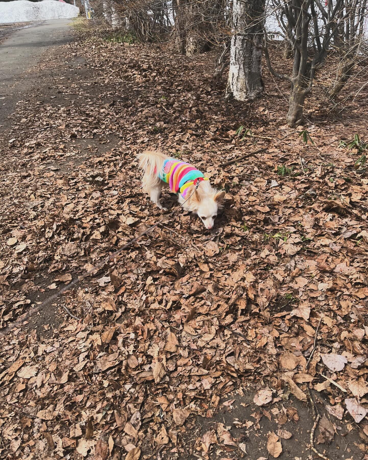 今日は少し暖かいですね☀️
まだ家の周りには雪が少し残ってますが、すすきのにはもう雪はありません😉
早く、もっと暖かくなってほしいなぁ〜🌸

@clubgalle2580 

#club我礼
#第21桂和ビル6階
#トキオ観光
#東陽企画グループ 
#
