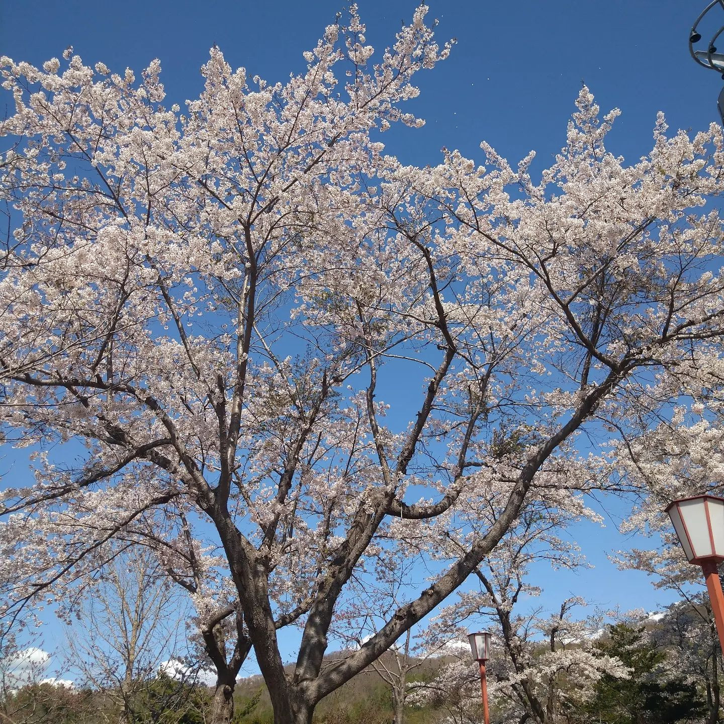 .
 
今年も桜見に行けるかなー🌸
 
@clubgalle2580 
#すすきの#クラブ我礼
#東明公園#散りかけ