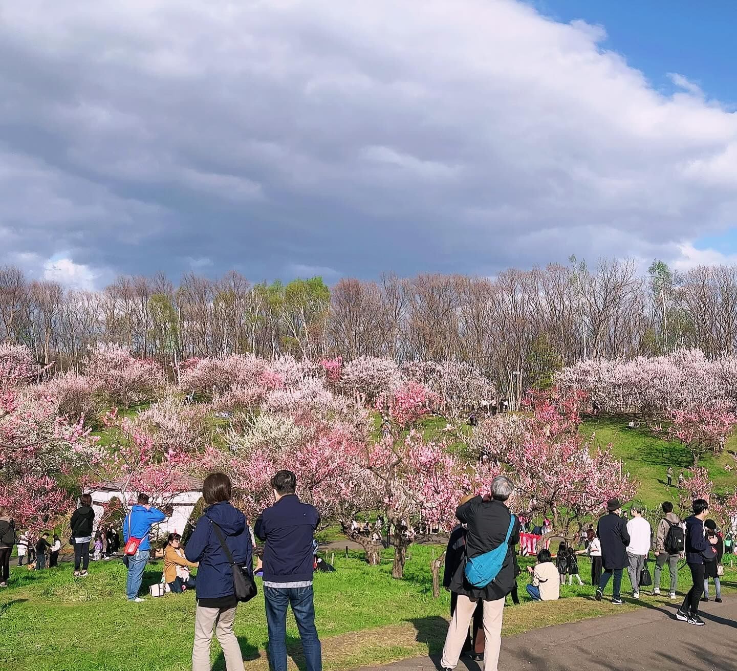 今日も昼間暖かかった☀️
明日はもっと暖かいみたい☺️

去年の桜＆梅祭り🌸
今年もソフトクリーム食べに行くの楽しみだ🍦

@clubgalle2580 

#クラブ我礼
#梅ソフトクリーム🍦