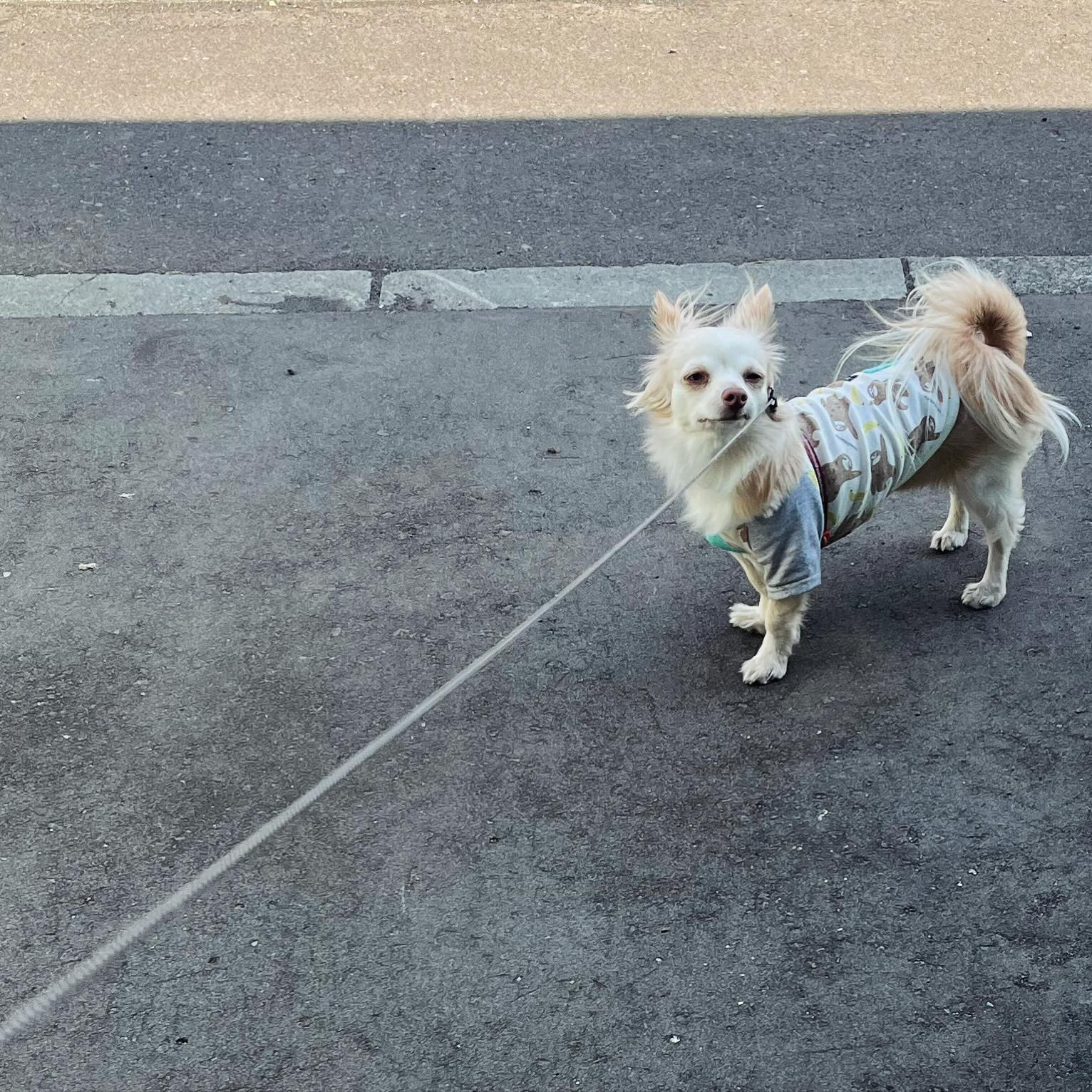 今日も暖かいです☀️天気が良いだけで、気持ちが明るくなりますね😌
🐶の散歩も暖かくなると長くなり、家に帰りたくないと😂最近はこんな感じでイヤイヤ期です☺️

@clubgalle2580 

#第21桂和ビル6階
#すすきのclub我礼