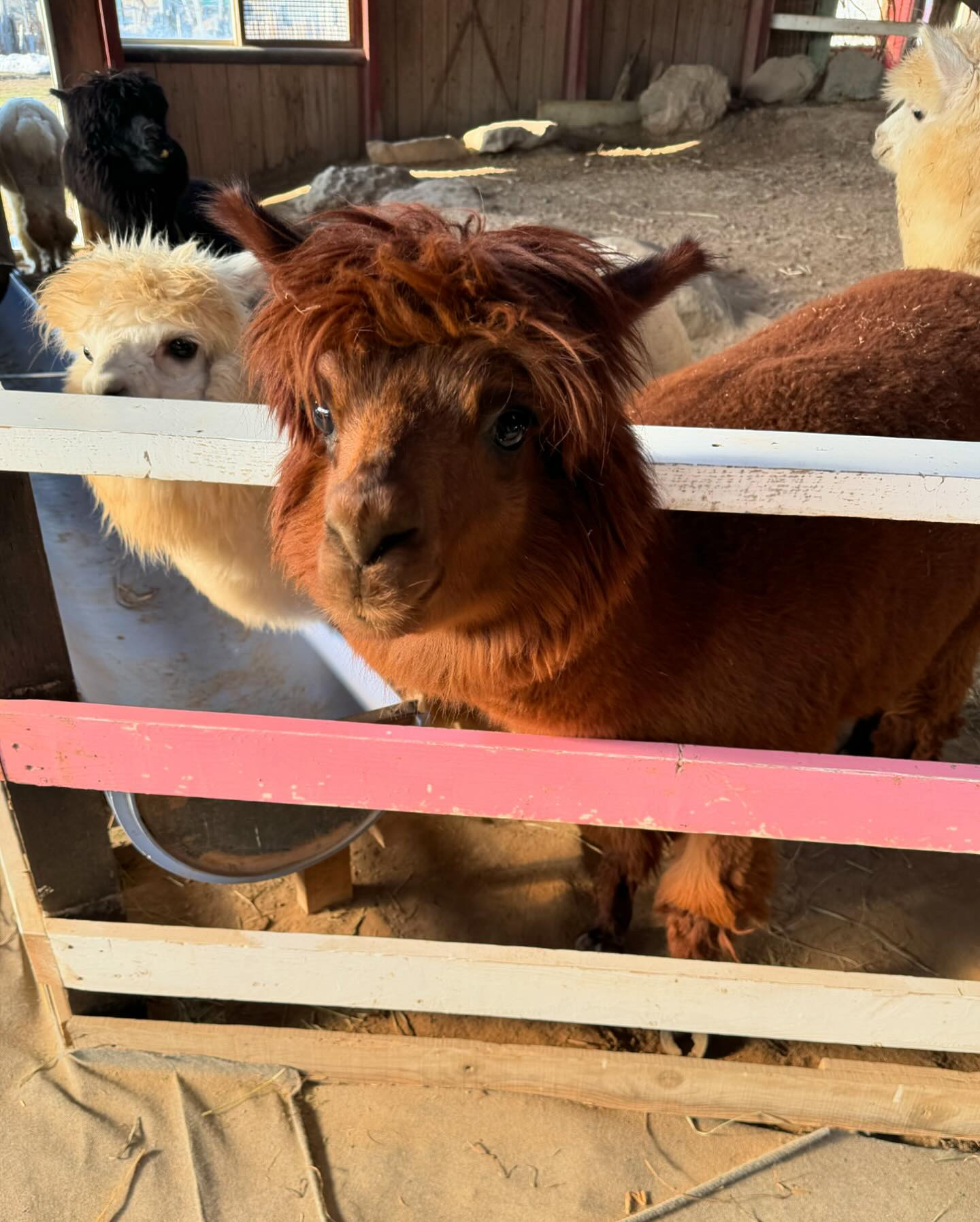 日曜日🌸
とても暖かくてお出かけ日和でした🌼

アースドリーム角山農場へ行ってきました🫏

動物に人参をあげれたり、触れ合えるので
毎年、来ています🐑🦙🐇🤍

7枚目の写真は昨日のランチです🍽️

cosi cosi（コズィコズィ）さんです🍀

生パスタ専門店でメニューも豊富で
いろんな種類を食べたいのに必ず
たらこと九条ネギのクリームパスタです笑

今週も元気いっぱい過ごしたいです⭐️
@clubgalle2580 

#アースドリーム角山農場
#動物大好き 
#パスタ
#クラブ我礼