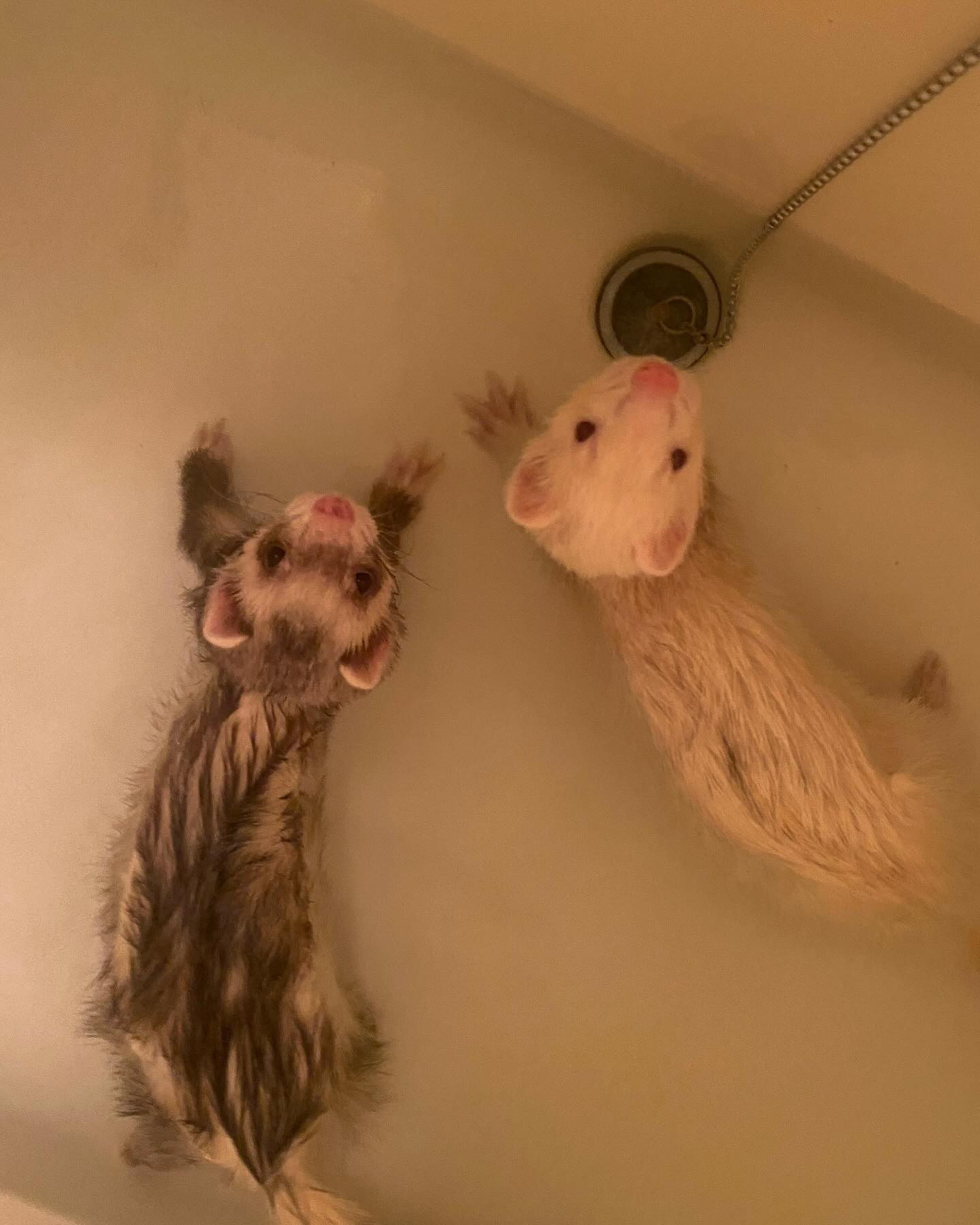 こんにちは🎶
今日はお昼の仕事がお休みだったので我が家の息子達をお風呂に入れました❤️

私の癒しです♡

今週は木曜、土曜と出勤です☘️

@clubgalle2580 

#クラブ我礼
#にょろりん's
#癒し