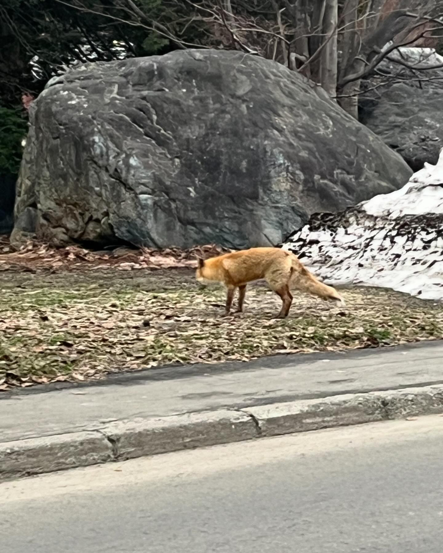 家の近くのキツネさん🦊
突然見つけるとなんかテンション上がる⤴️⤴️

何か良い事あるかな〜✨✨

@clubgalle2580 

#club我礼
#東陽企画グループ