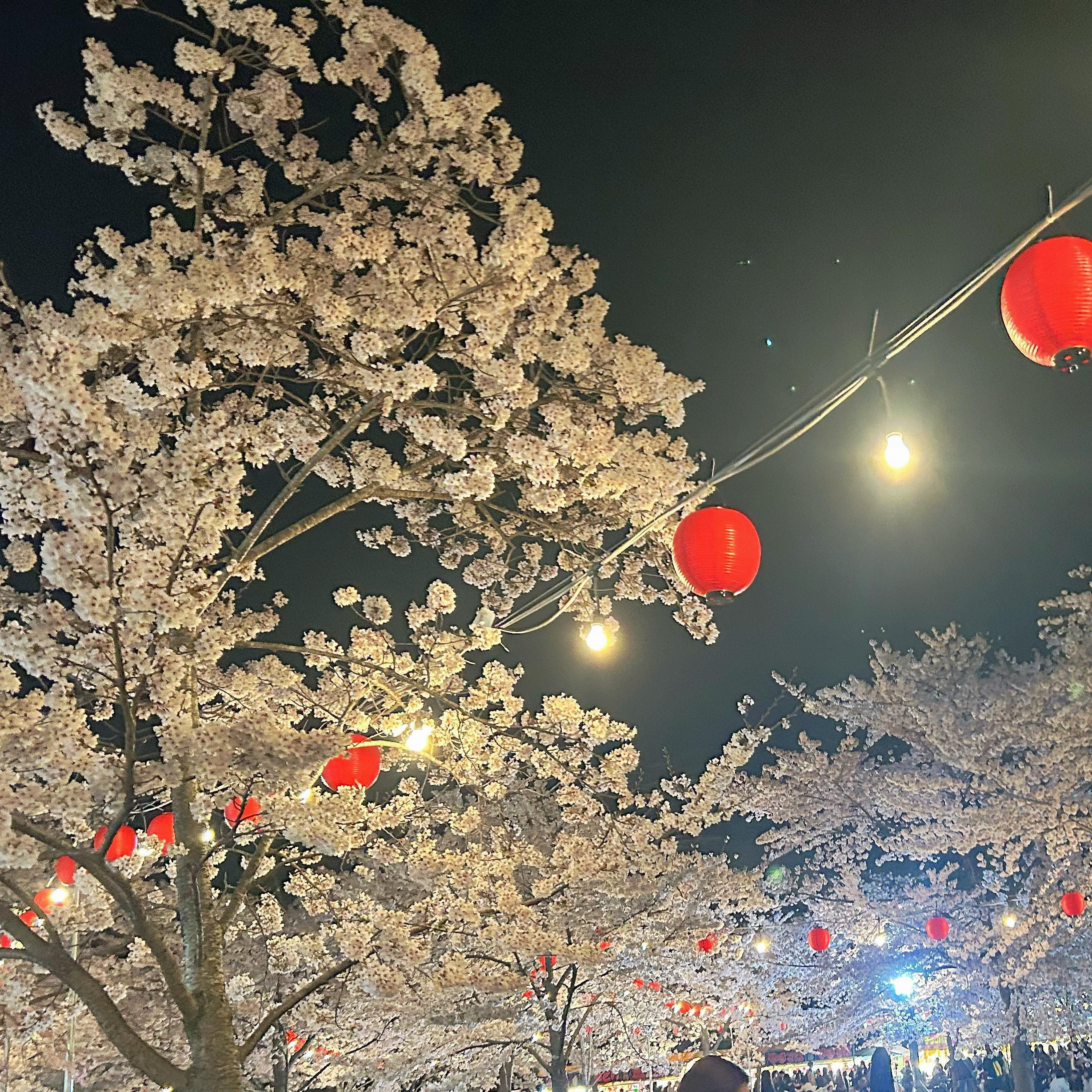.
今年は桜見られた𓂃🌸𓈒𓏸
.

#歌舞伎町#六本木#すすきの#国分町#国分町キャバ嬢#北新地#仙台#新宿#銀座#キャバ嬢#キャバクラ#ホスト#クラブ#夜職#ポケパラ#キャバキャバ#ポケパラ東北#ナイツネット東北#美女図鑑東北# #メイク#ヘアメイク#キャバ嬢ヘアメイク#ラウンジ#お花見#桜#夜桜