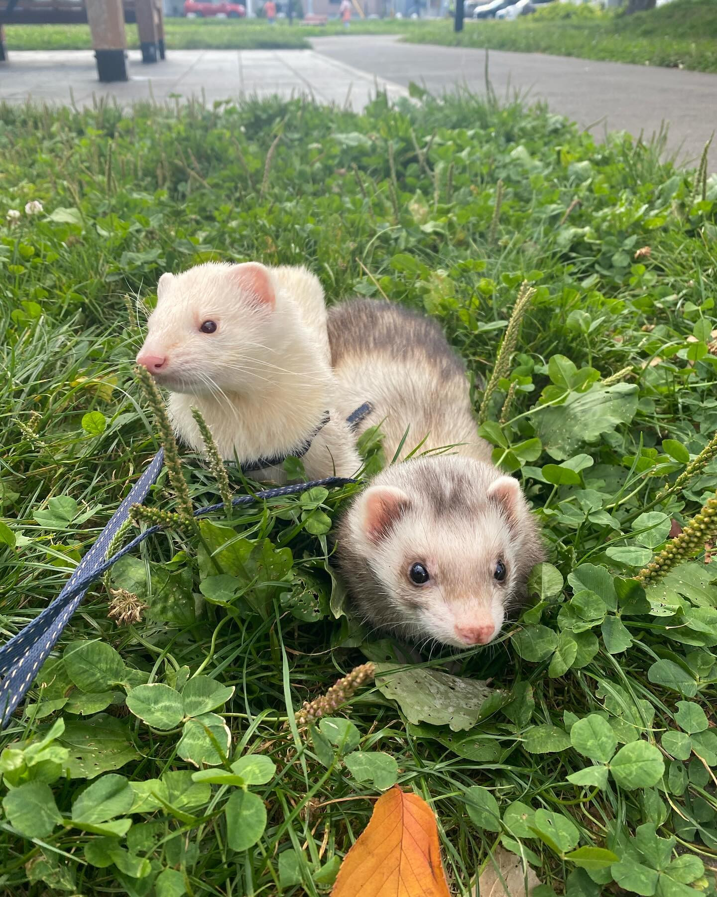 今日も暖かかったですね☘️
ようやく春らしくなりました♡

明日はお昼の仕事がお休みなので我が子たちをお散歩に連れて行こうと思います✨

明日からまた楽しく頑張ります😊

@clubgalle2580 

#クラブ我礼
#にょろんぽ
#お休み