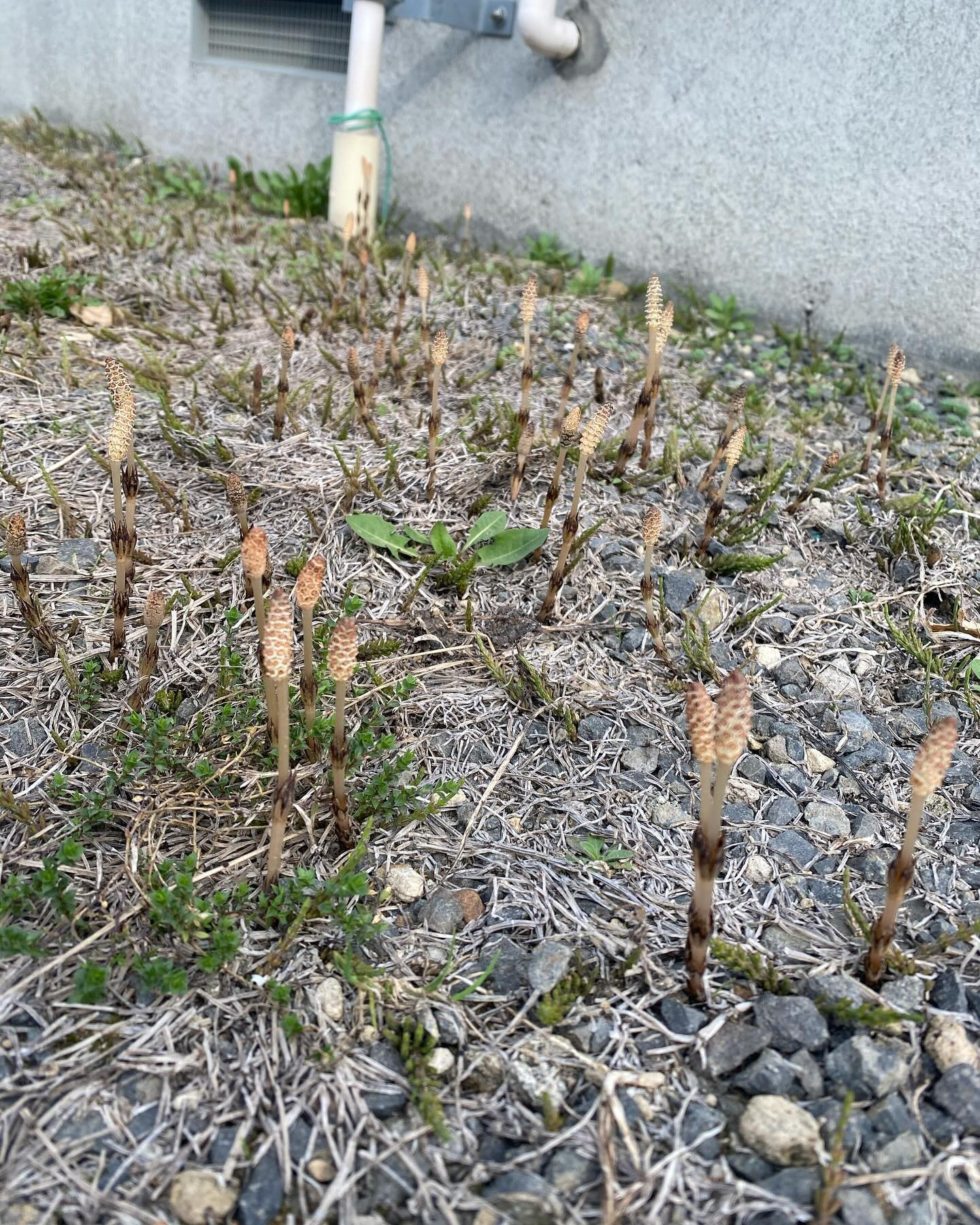 こんにちは🎶
今日はお休みでしたが珍しく朝からあちこち行ってきました😊

帰り道につくしを見つけて春だなぁと思いながら歩きすぎて汗だくになってました(´・ω・｀)

今週は木曜、土曜と出勤しておりますのでよろしくお願いします❤️

@clubgalle2580 

#つくし
#クラブ我礼