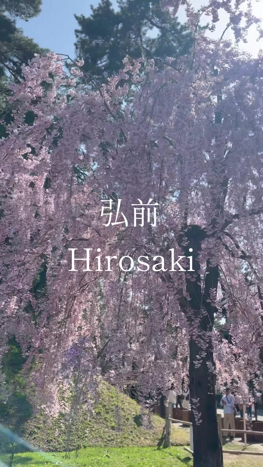 #桜まつり #桜 #弘前 世界の桜の名所ランキング第1位 弘前公園🌸52種類、2600本の桜が咲き誇ります🌸*･