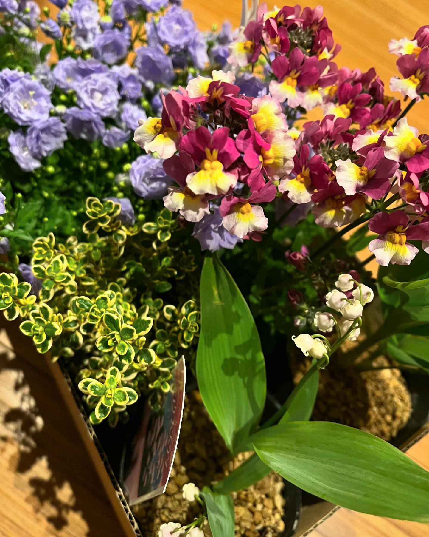 今日も風が強く寒いです🌀

今年プランターに植えるお花を少し買って来ました〜🌷
ピンクのスズランってあったんですねー！！
知らなかったぁ😳かわいぃ🥰💕
スズランがお花の中で1番好きです💖
みなさんはどんなお花が好きですか？？

今日出勤してます😉

@clubgalle2580 
#club我礼
#すずらん #お花大好き