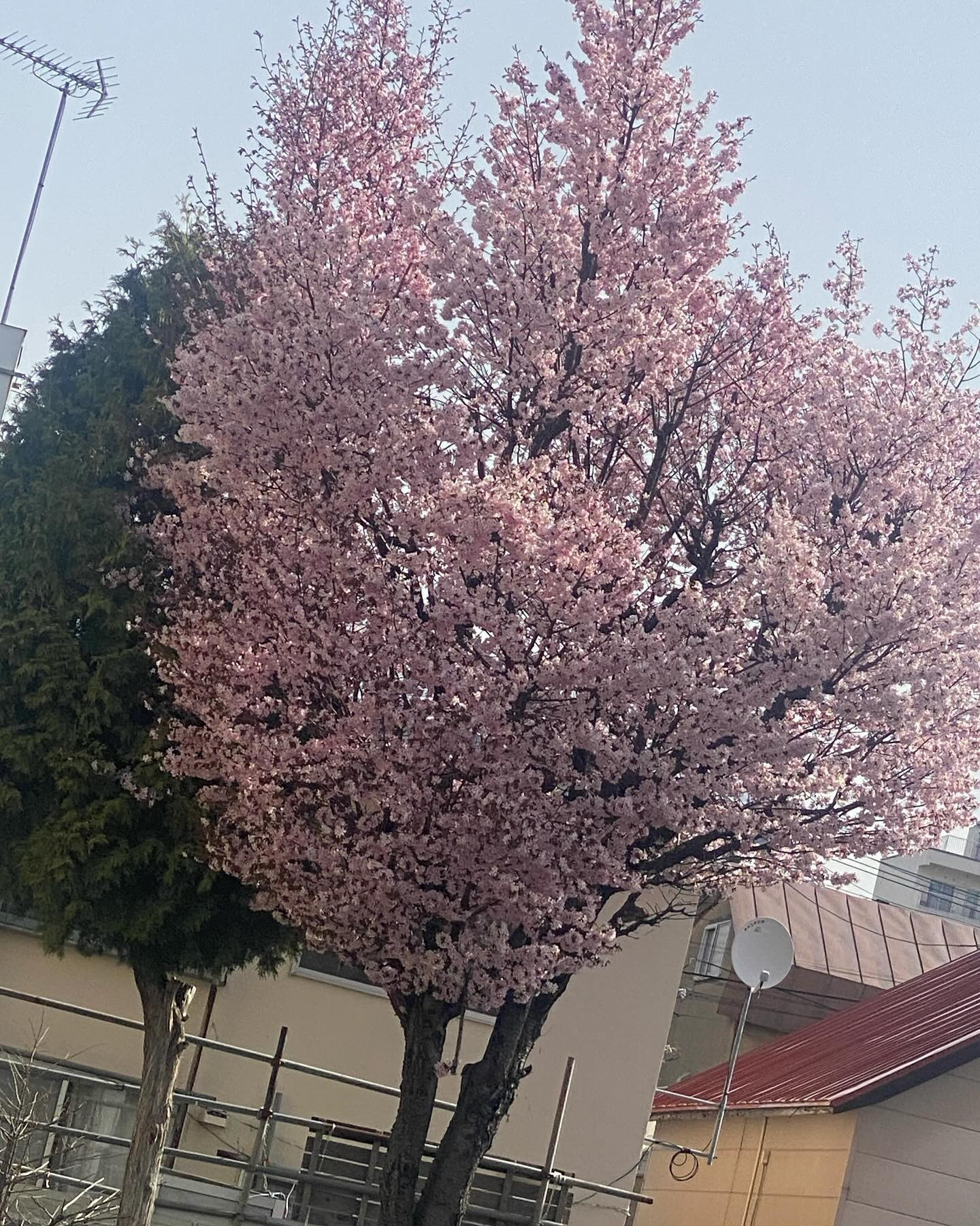 おはようございます☘️
朝通勤中に見つけたのでついつい撮影📷

今日からは暖かくなくようで♡
春ですね♡
そしてゴールデンウィークですね🎶

みなさんどこかに行かれますか？

@clubgalle2580 
#クラブ我礼
#春