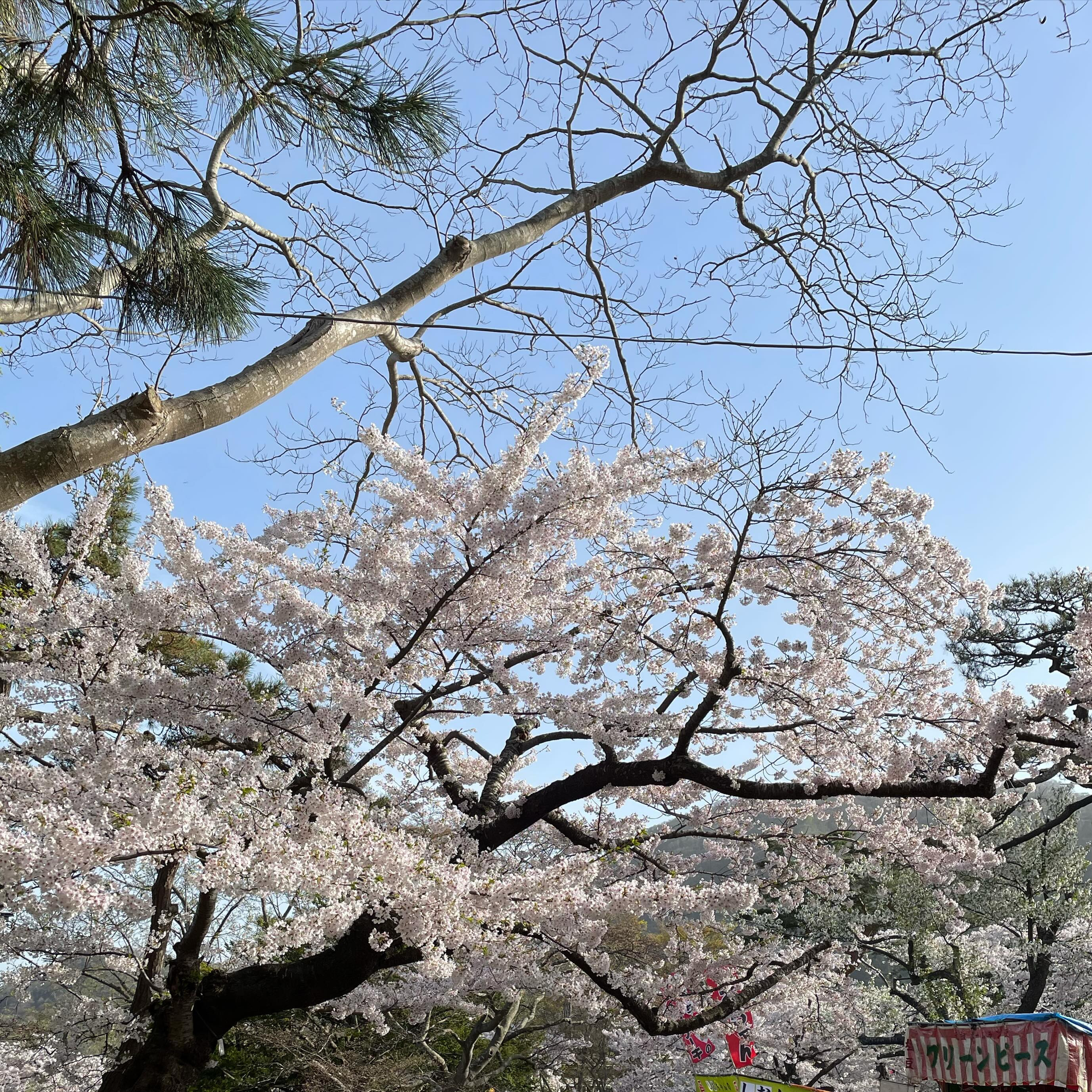 倶楽部 綺麗離日記1074800