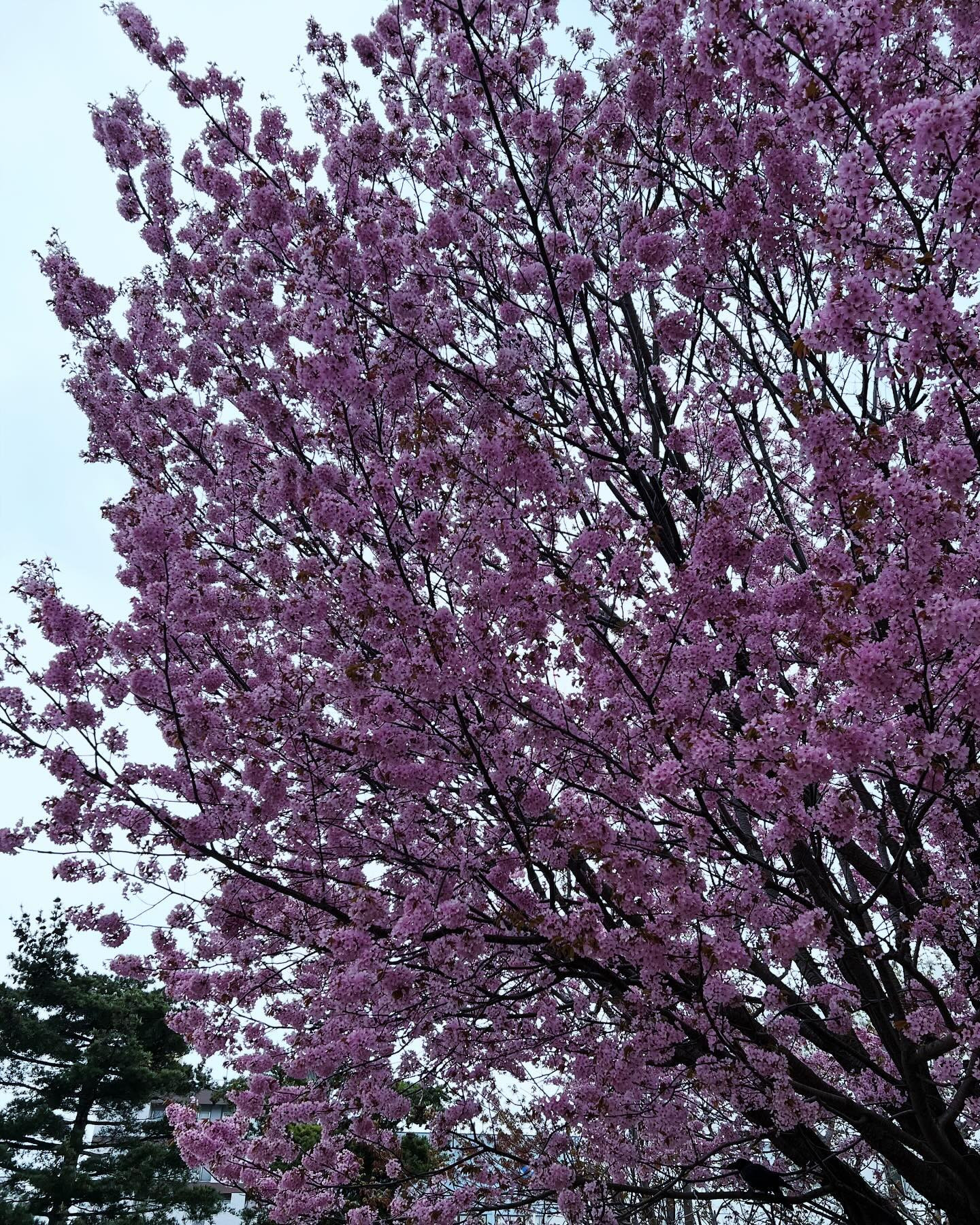 GWみなさんは楽しめましたか？

私は実家に帰り、弟の誕生日を地元の飲み屋街でお祝い🎊㊗

ひたすらのんびり過ごしてました😁

連休明け今日から営業です🥂

@clubgalle258
#東陽企画グループ #東陽企画 #トキオ観光
#第21桂和ビル #第21桂和ビル6階
#くらぶ我礼 #クラブ我礼 #我礼#北海道 #札幌 #すすきの #ラウンジ  #ラウンジ嬢 #キャバクラ #キャバ嬢 #ホステス #きゃばきゃば #お酒好きと繋がりたい