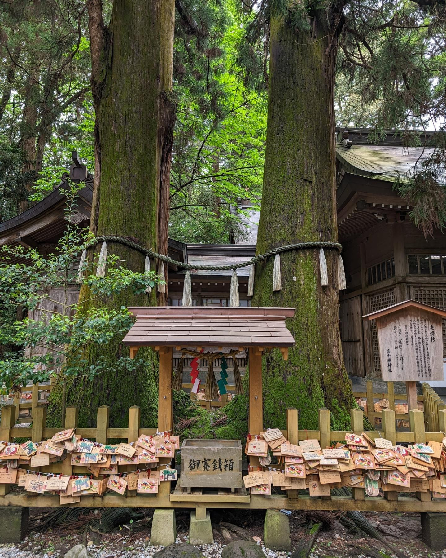 .
.
夫婦杉🌳💖

無縁すぎるけど参拝しよかと思った🤣

今日から連勤✨

今月もよろしくま🐻‍❄♥

@hibiki.group
@letoile_sinseigroup 
#レトワール#響グループ #水川潤#美松ビル5F#札幌 #すすきの #北海道 #ニュークラブ #ニュークラ嬢 #すすきのニュークラ #ラウンジ #ラウンジ嬢 #キャバクラ #キャバ嬢 #ホステス #夜職 #ナイトワーク #ポケパラ #インスタ指名 #求人 #お酒好きな人と繋がりたい #キャバキャバ #きゃばきゃば#ダイエット